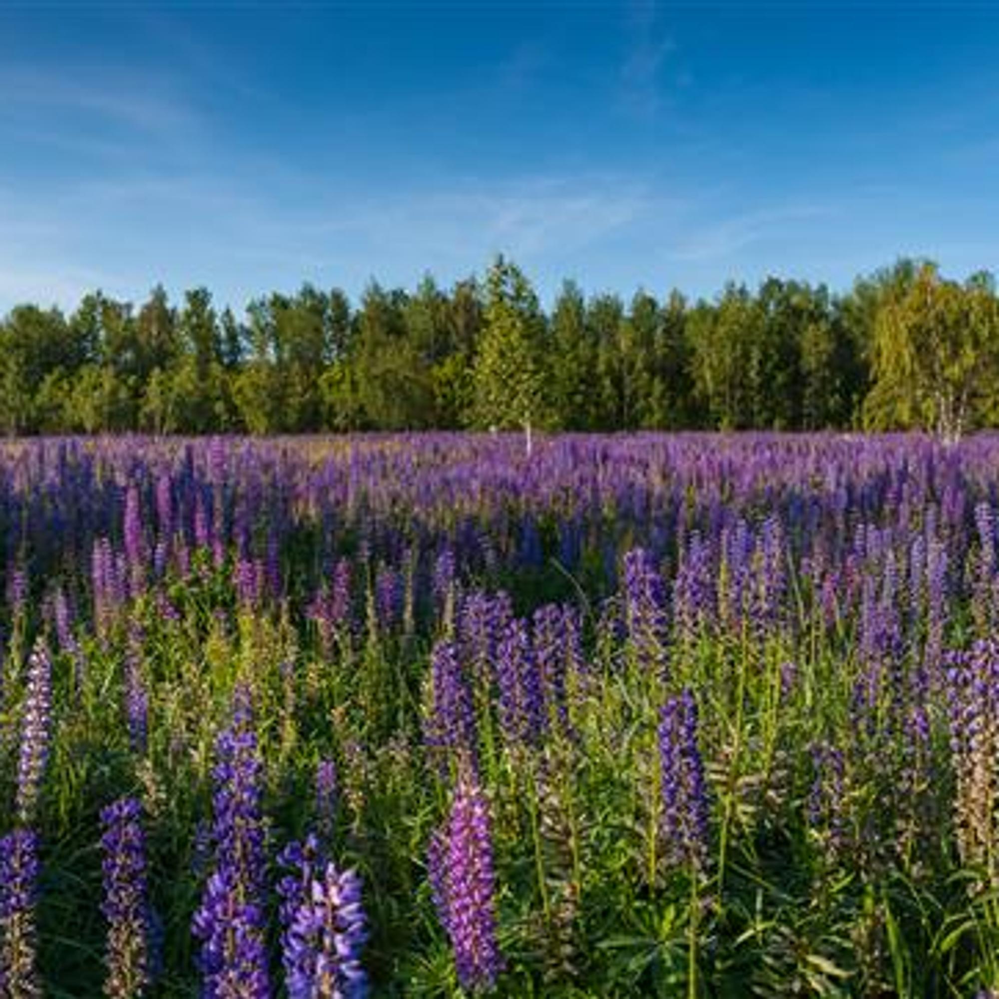 Miten Suomesta tuli lupiinimeri, ja pääsemmekö haitallisesta vieraslajista enää eroon? Tutkija kehottaa kaikkia toimimaan 