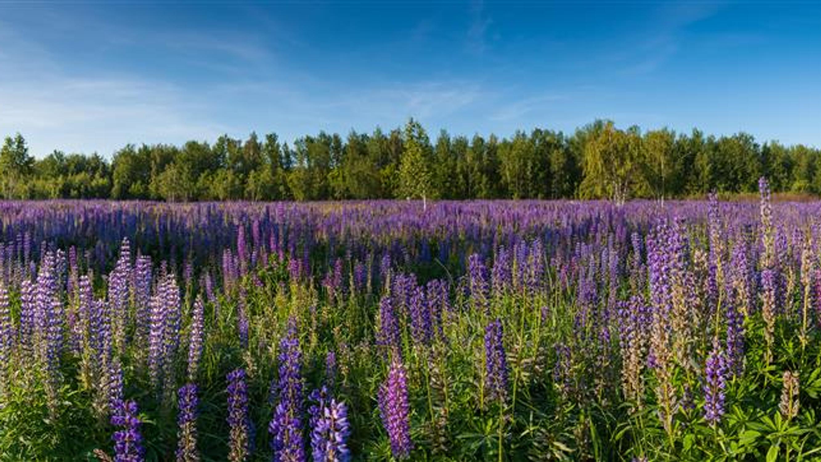 Miten Suomesta tuli lupiinimeri, ja pääsemmekö haitallisesta vieraslajista enää eroon? Tutkija kehottaa kaikkia toimimaan 