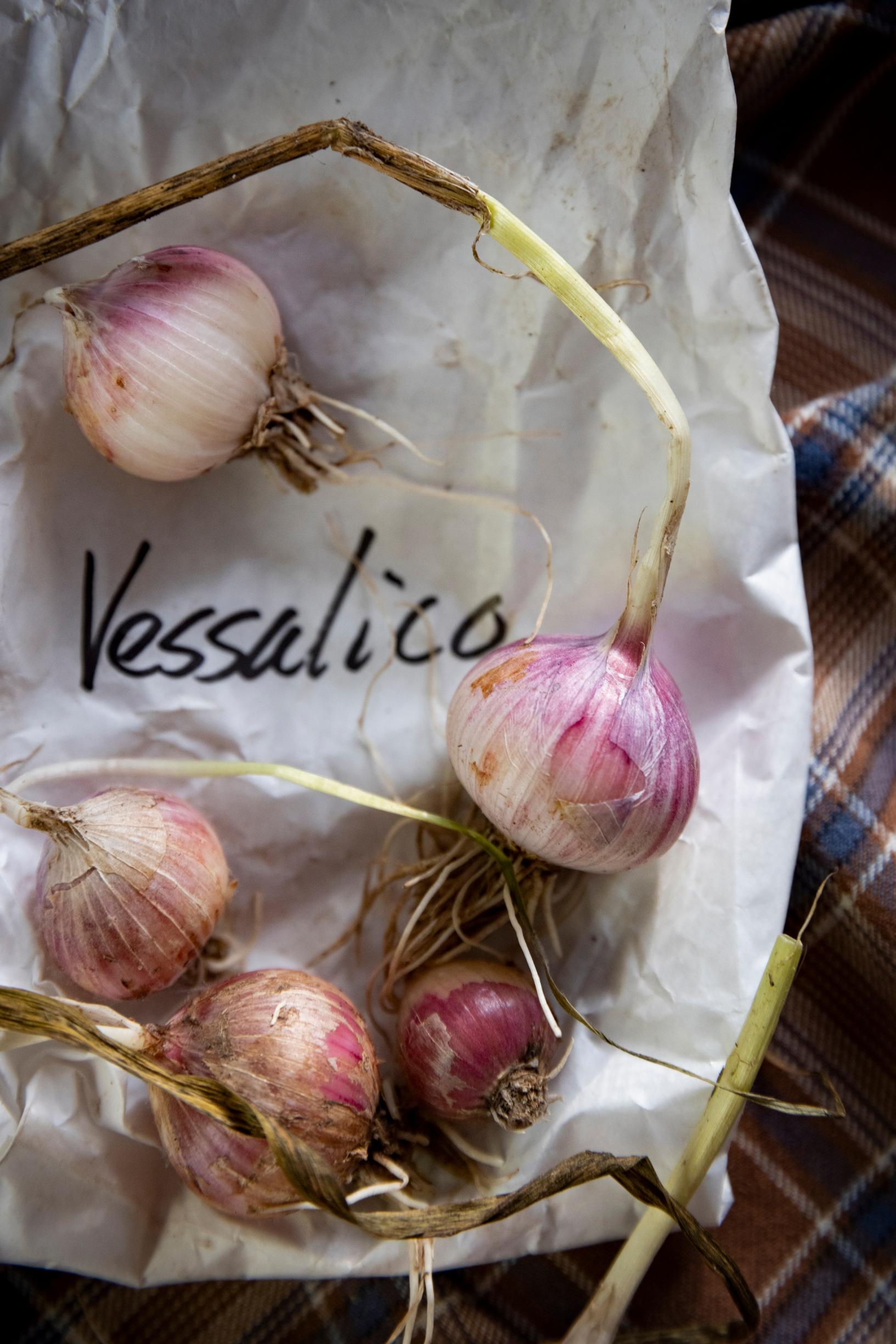 Hienostuneen makuinen 'Vessalico' on alun perin kotoisin Italiasta.