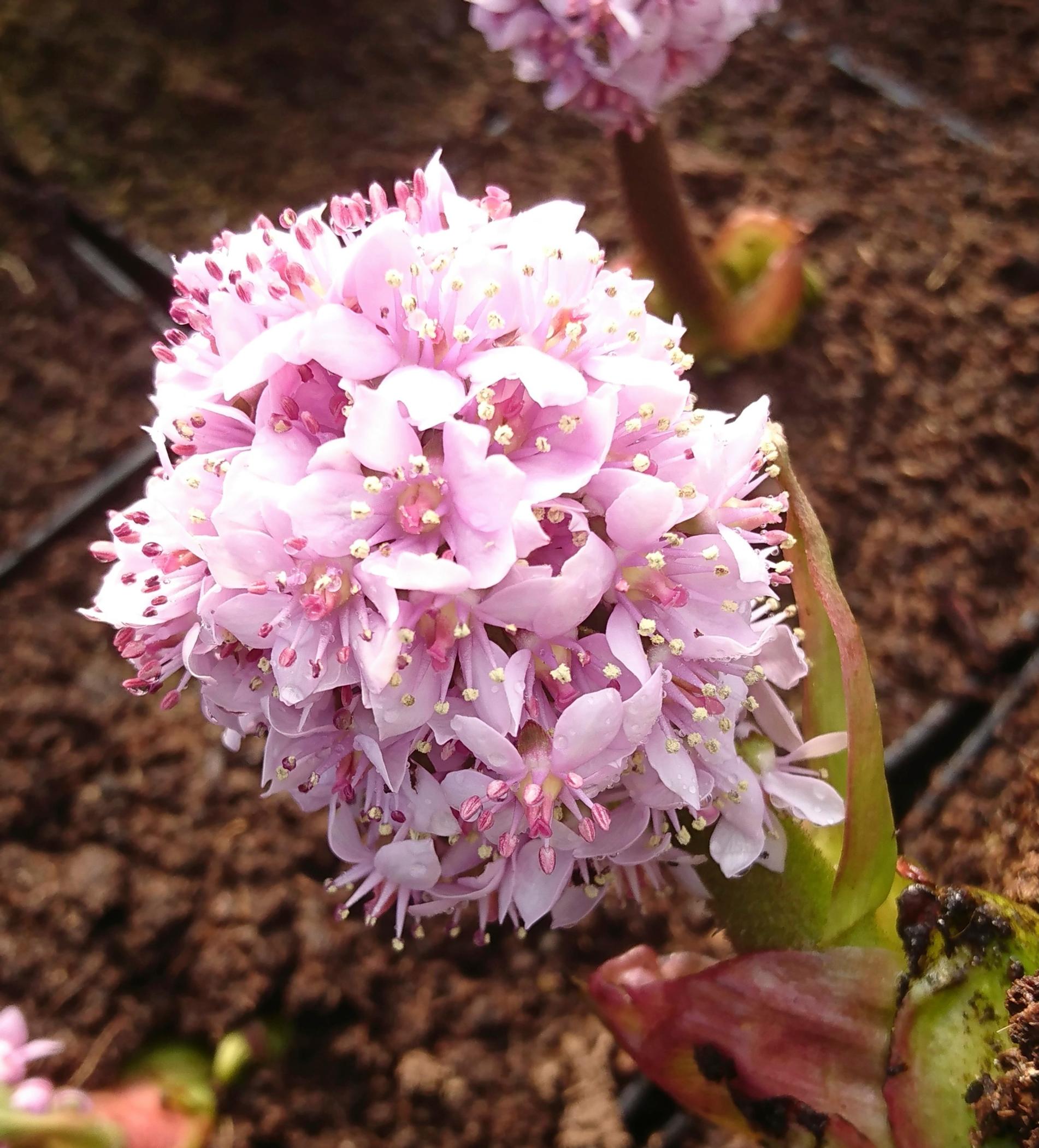 Kilpirikko Darmera peltata