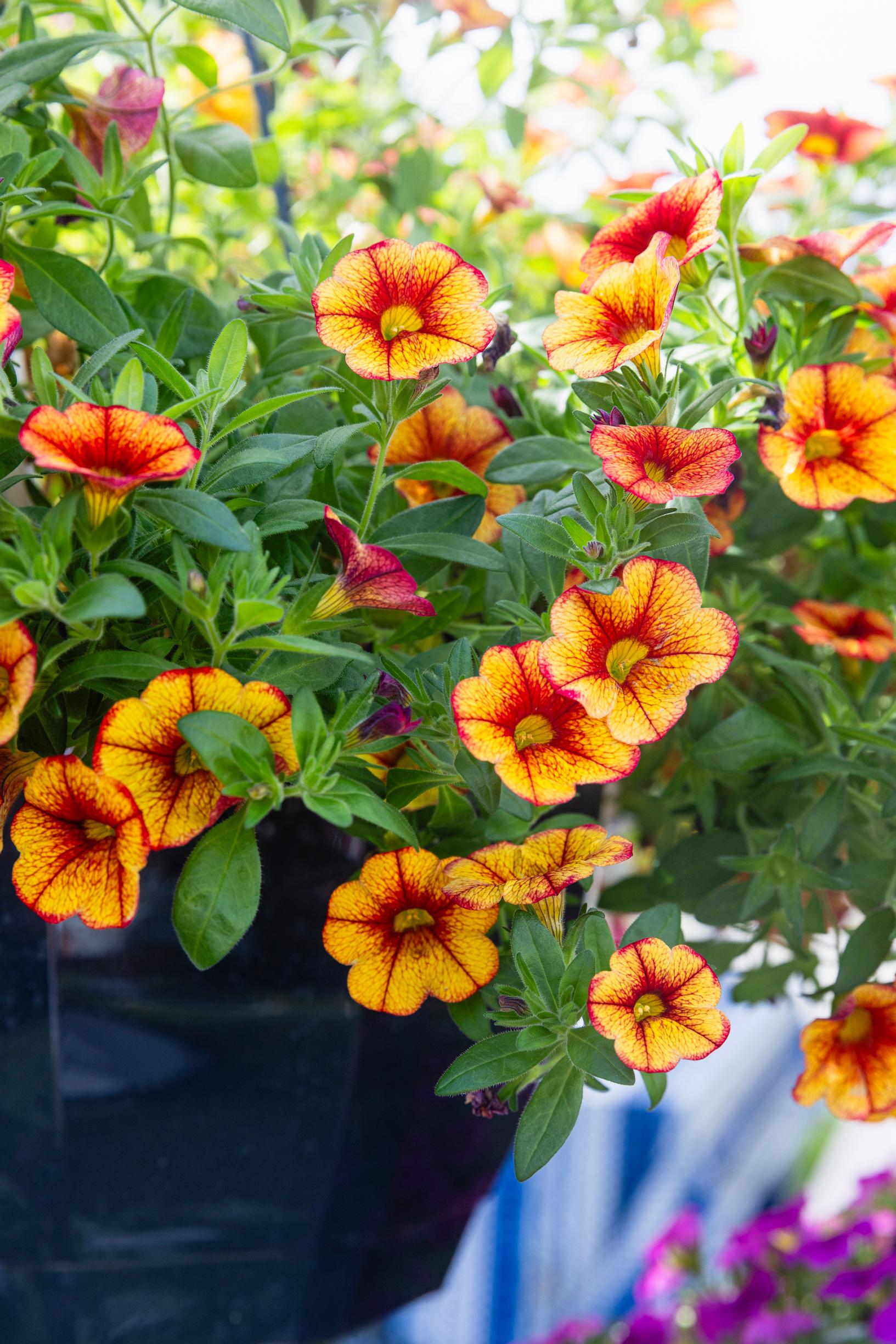 Miljoonakello eli pikkupetunia