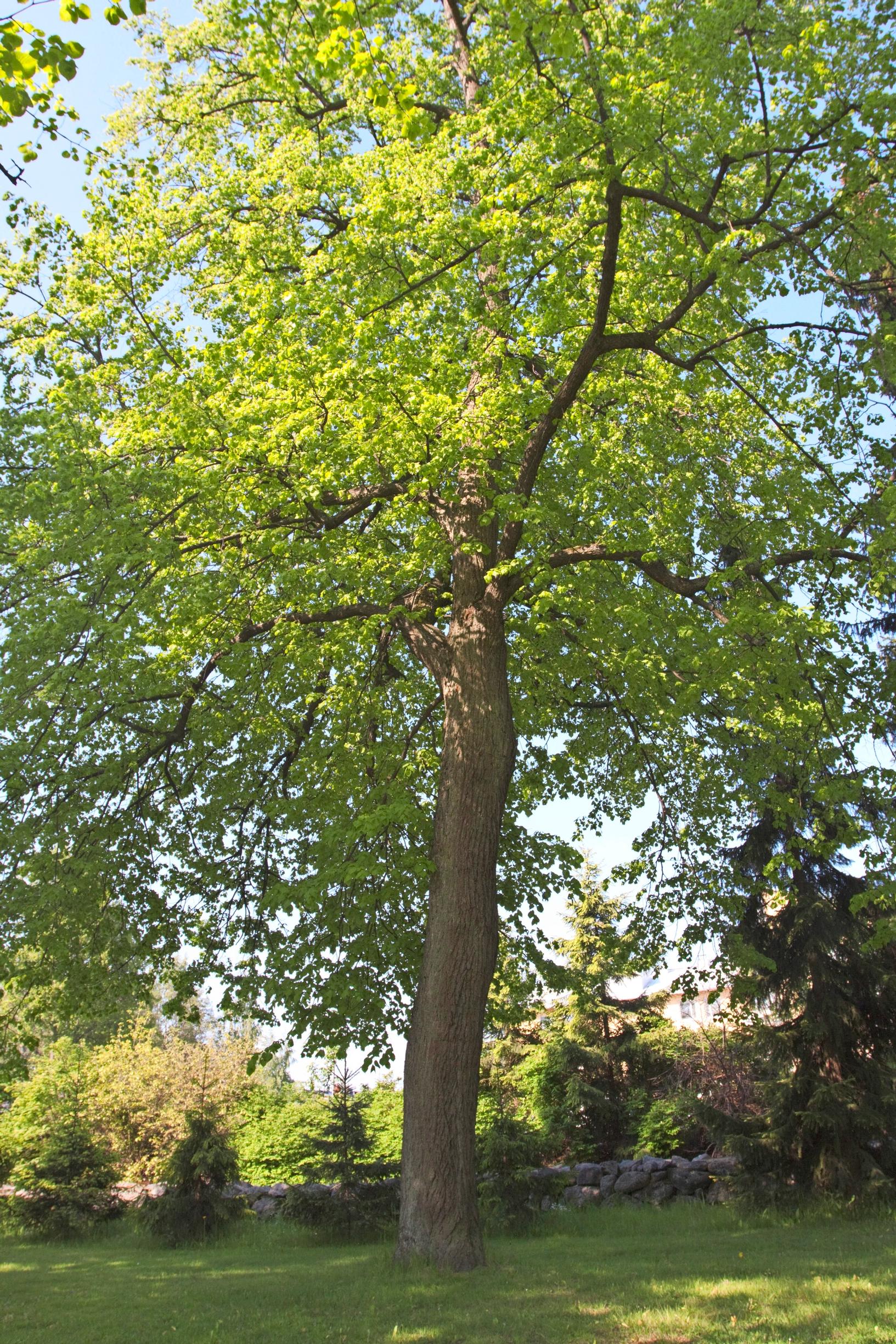 Metsälehmus
