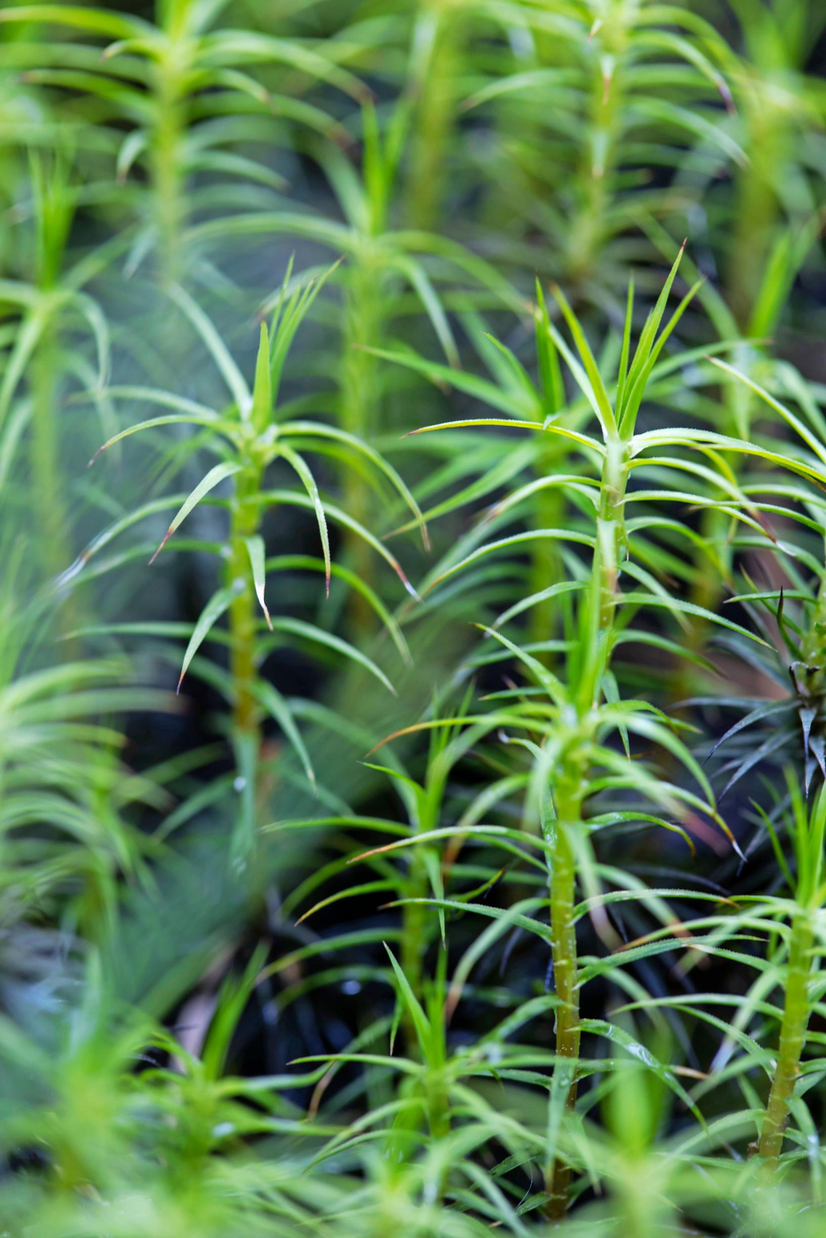 luonnonmukainen puutarha: karhunsammal