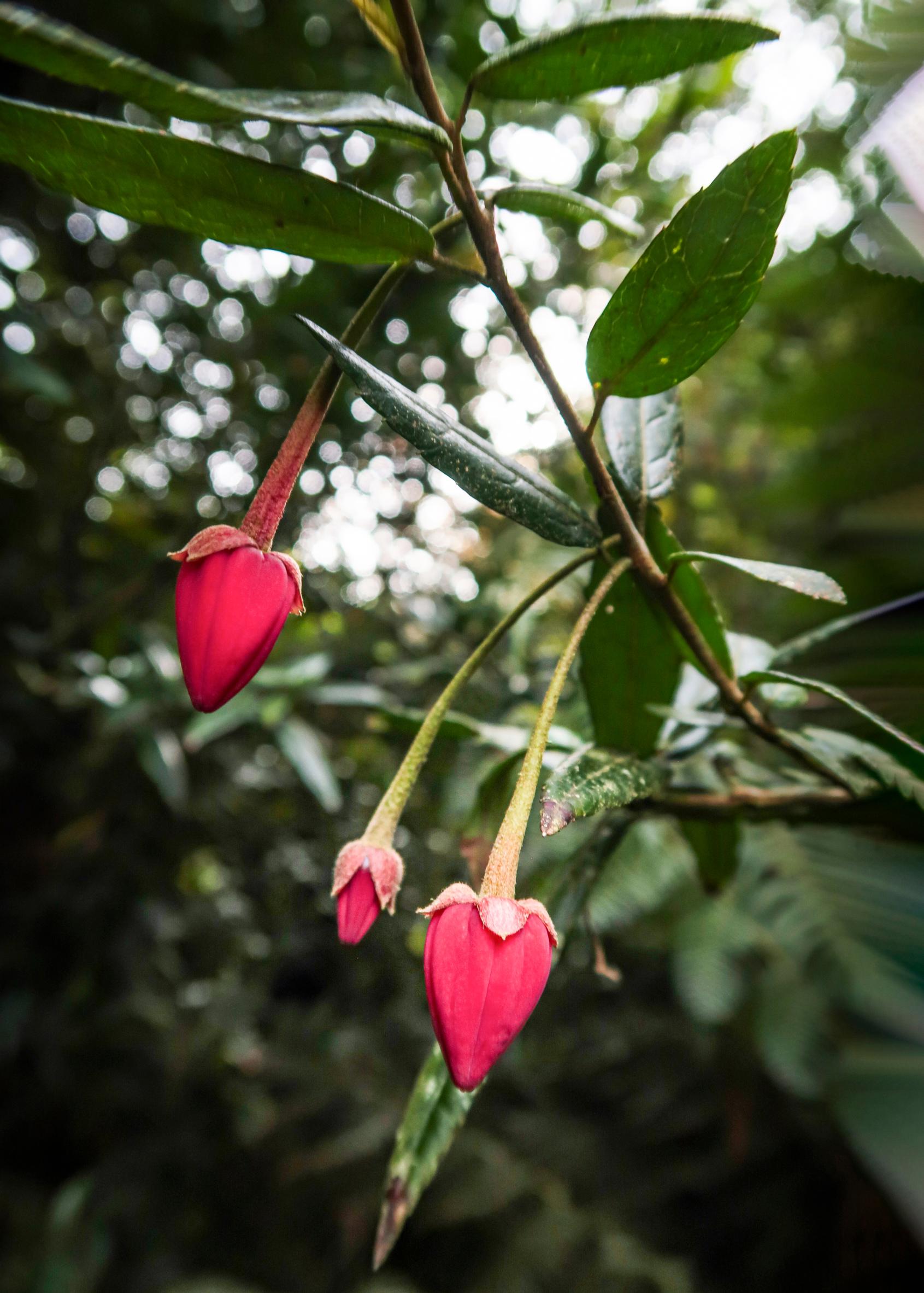 viidakkopuutarha Englannissa: Crinodendron hookerianum -puu kasvattaa mansikkaa muistuttavat kukat.