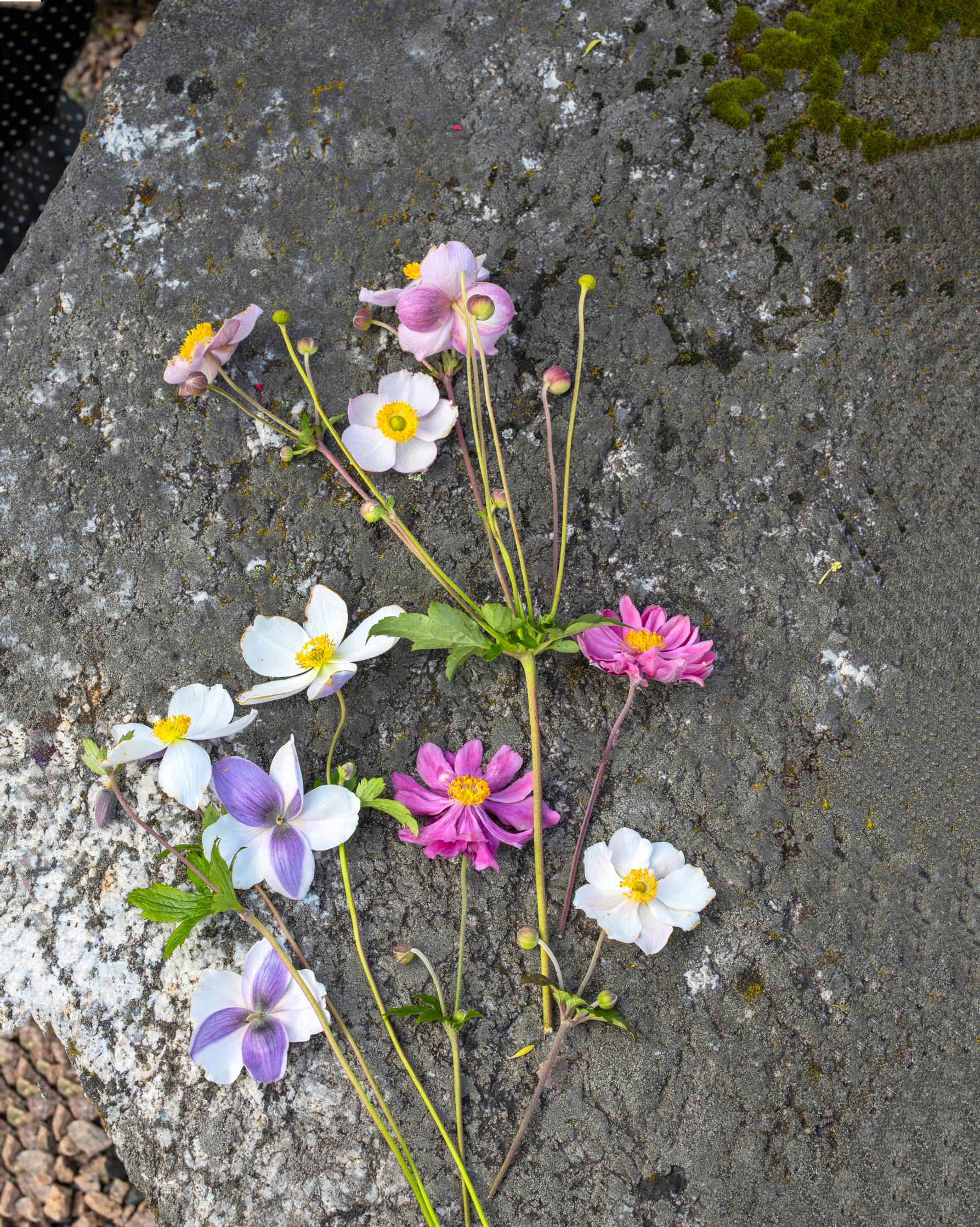 Syysvuokkolajikkeet