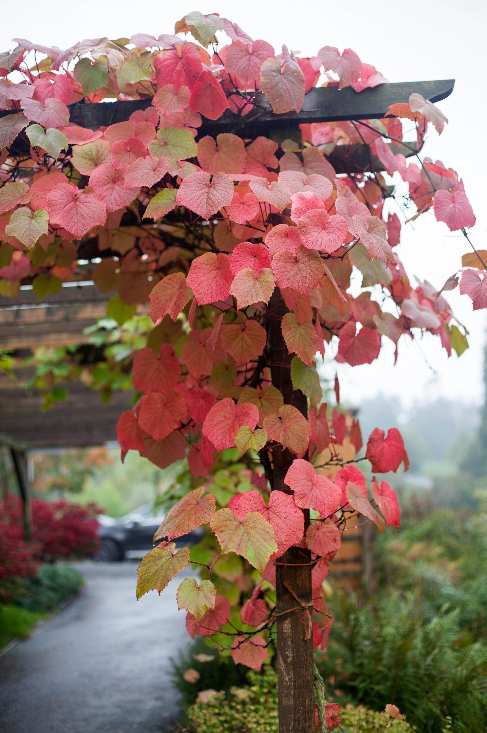 syyskasvit: ruosteviini Vitis coignetiae