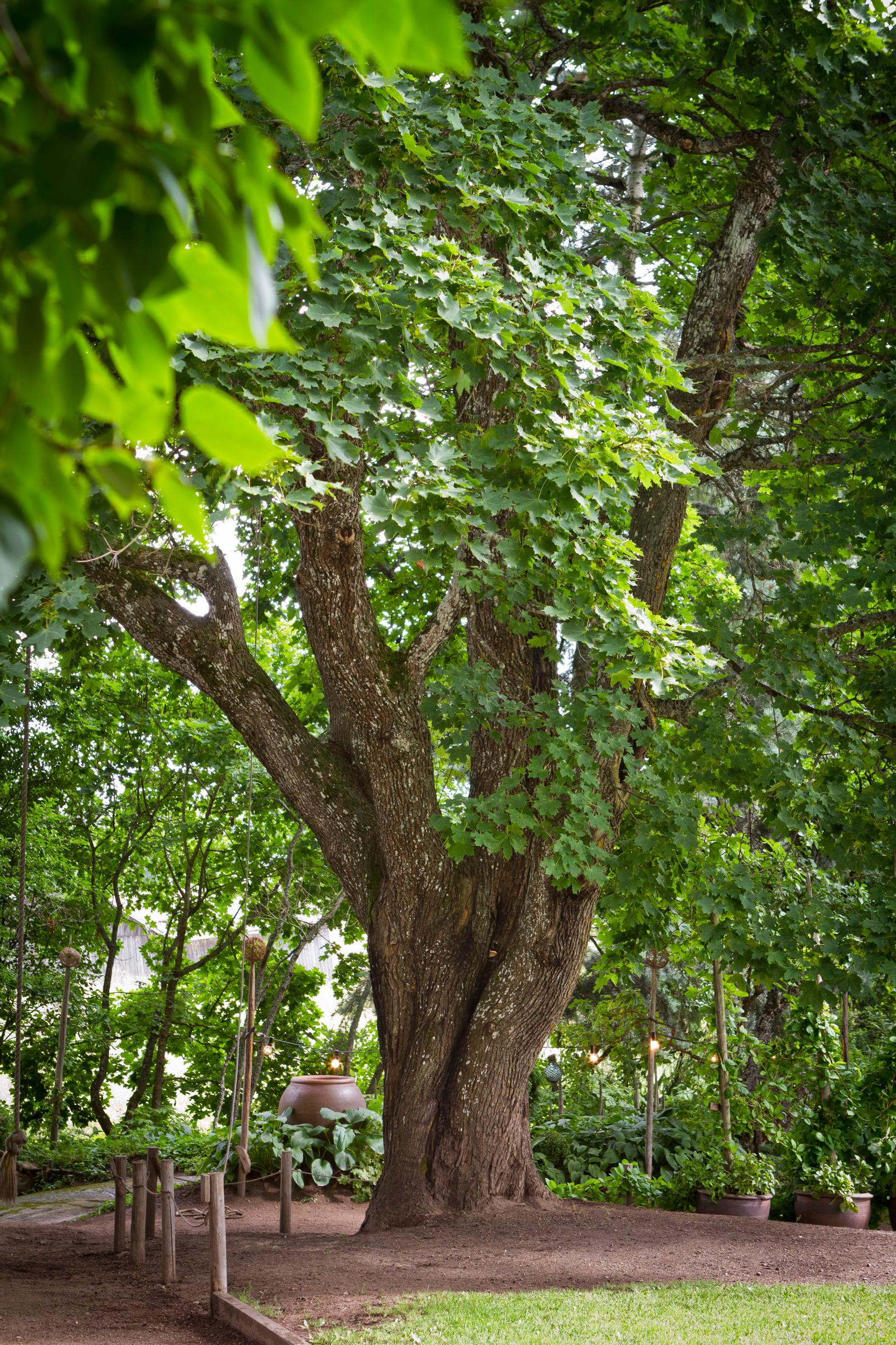 Metsävaahtera