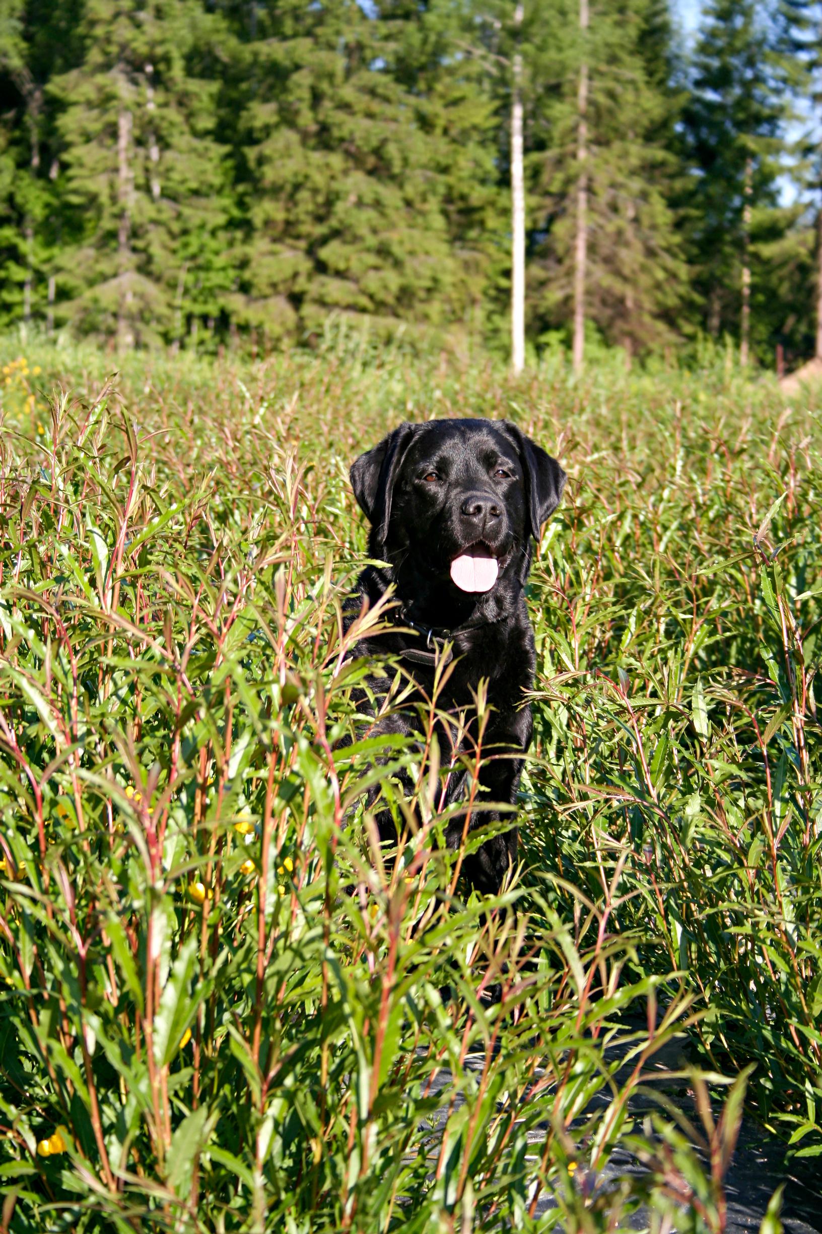 Koiramäen Pajutallin oma nimikkokoira, labradorinnoutaja Lempi, viihtyy pajupellolla.