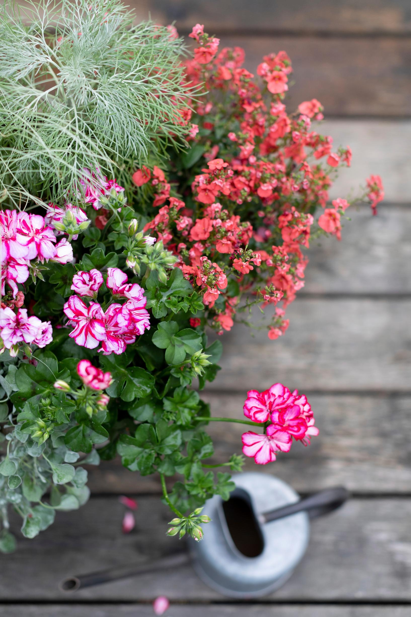 Kevätherätys pelakuulle! Elvytä pelargonit talven jälkeen – katso hortonomi Outi Tynyksen vinkit