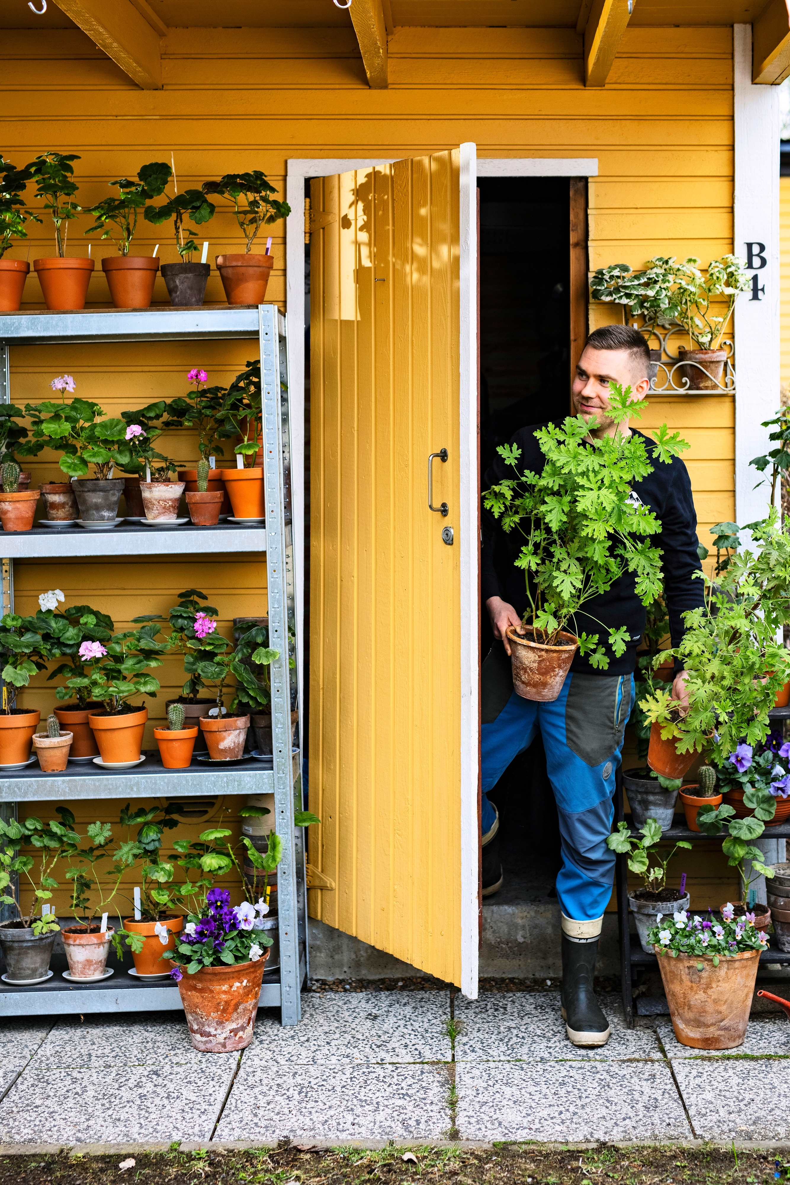 Vanhat suomalaiset pelargonit | Meillä kotona