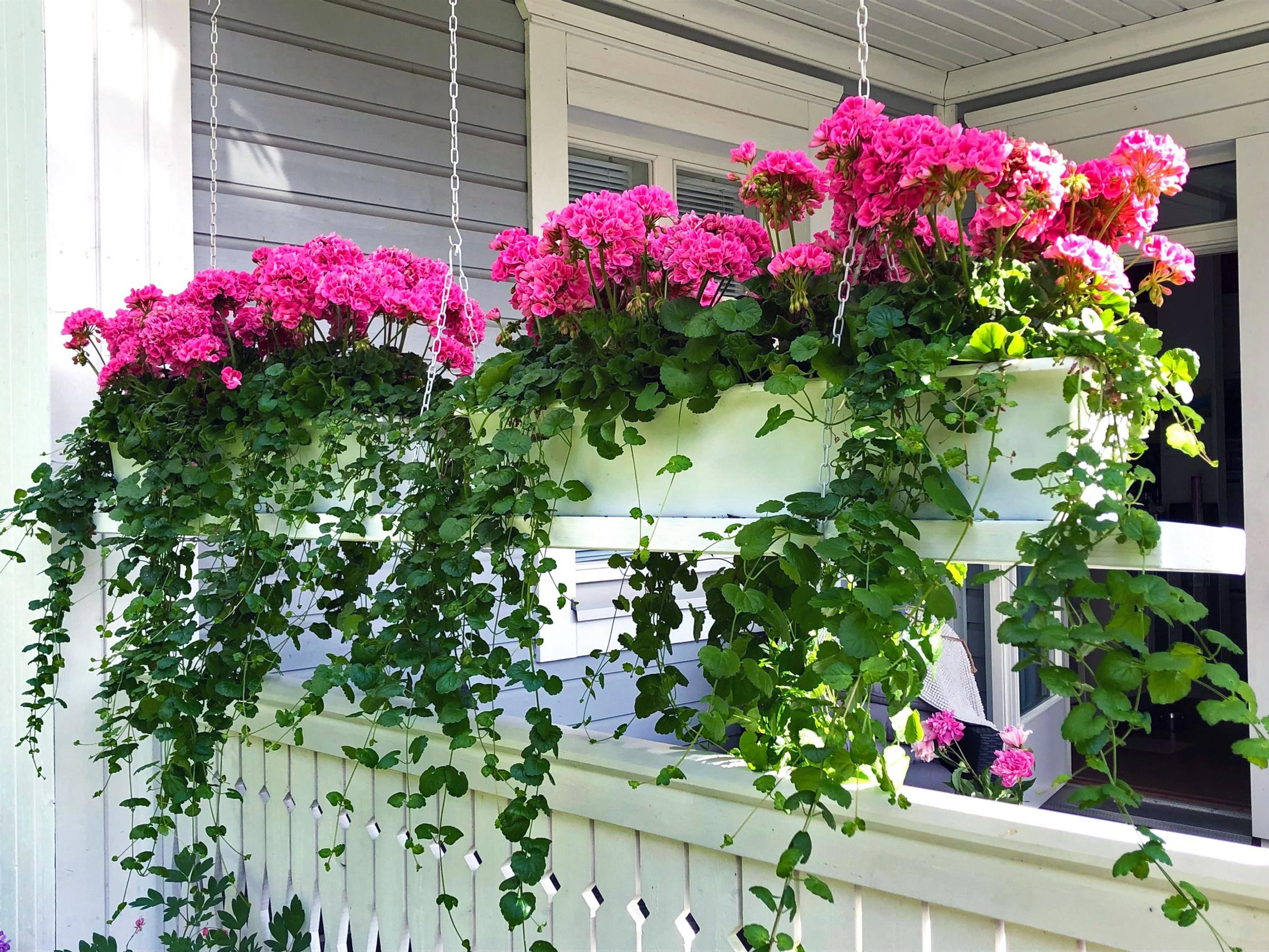 Mirellan maahumalaistutukset ruukussa pelargonien juurella