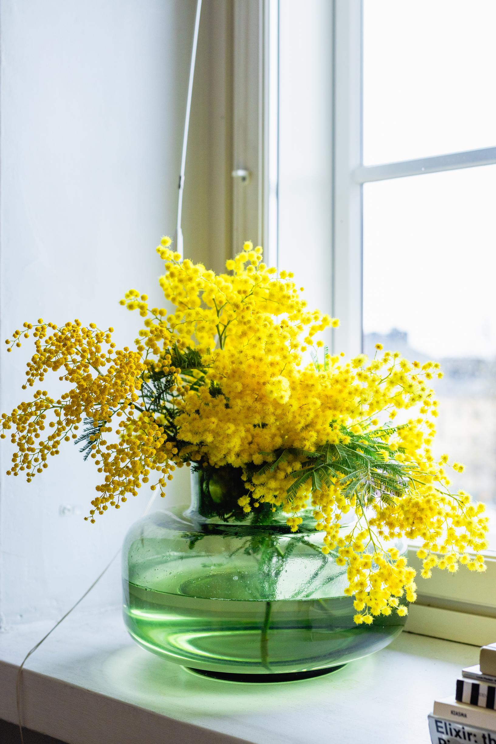 Ystävänpäiväkukat: mimosa