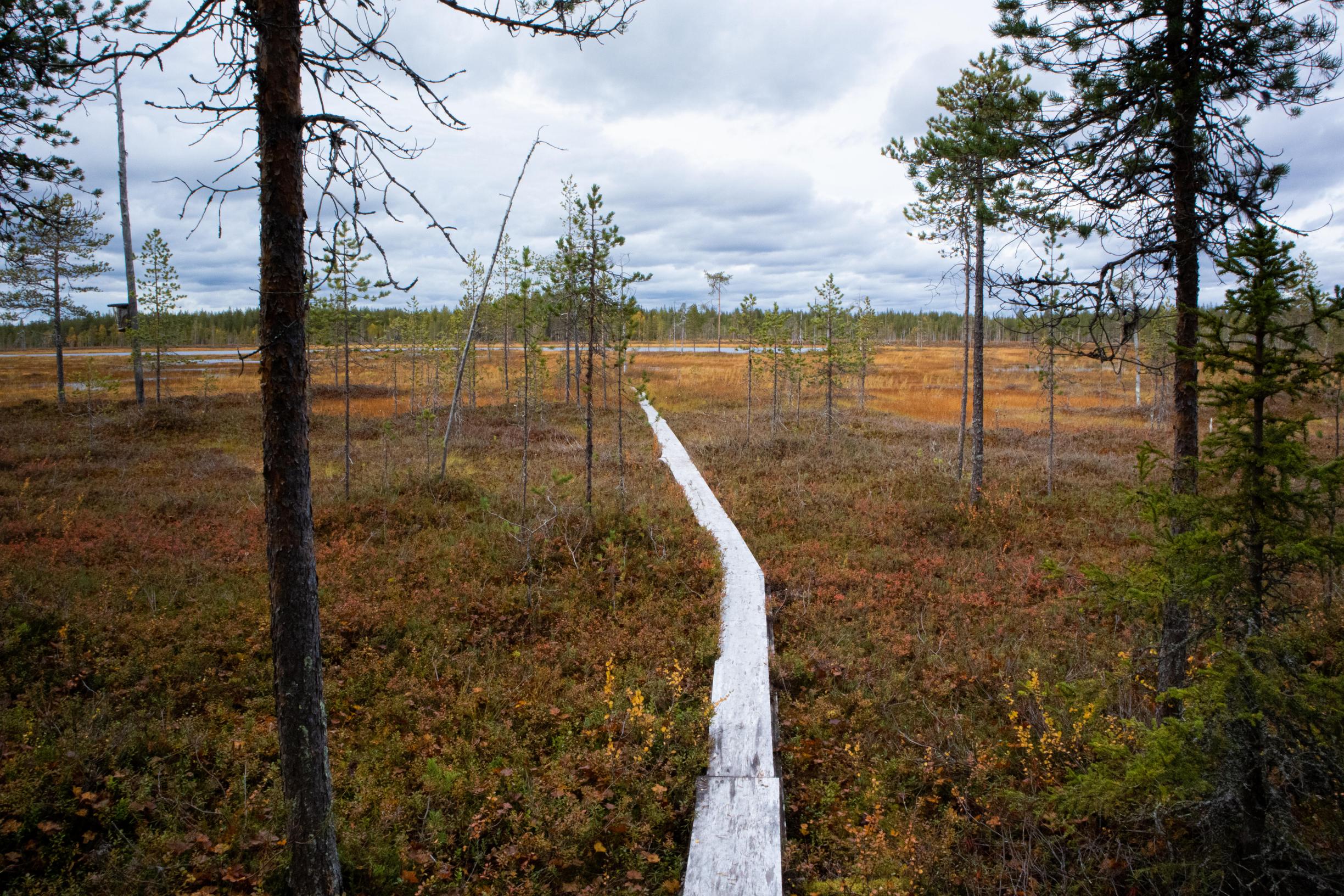 Suomen kaunein koti: kesämökit 2022 -voittajamökin viereinen suo.