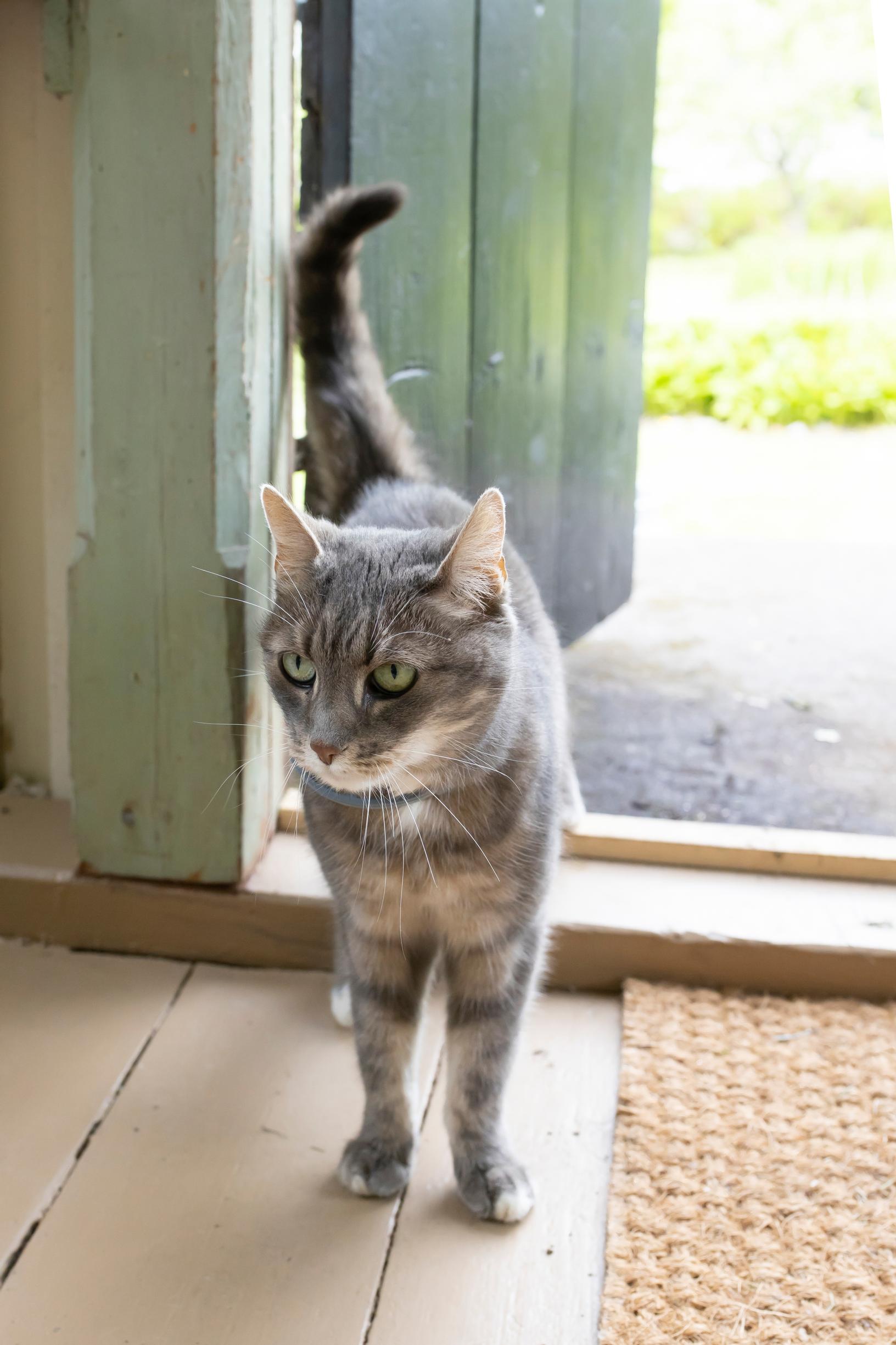 Kissa tulee ovesta sisään