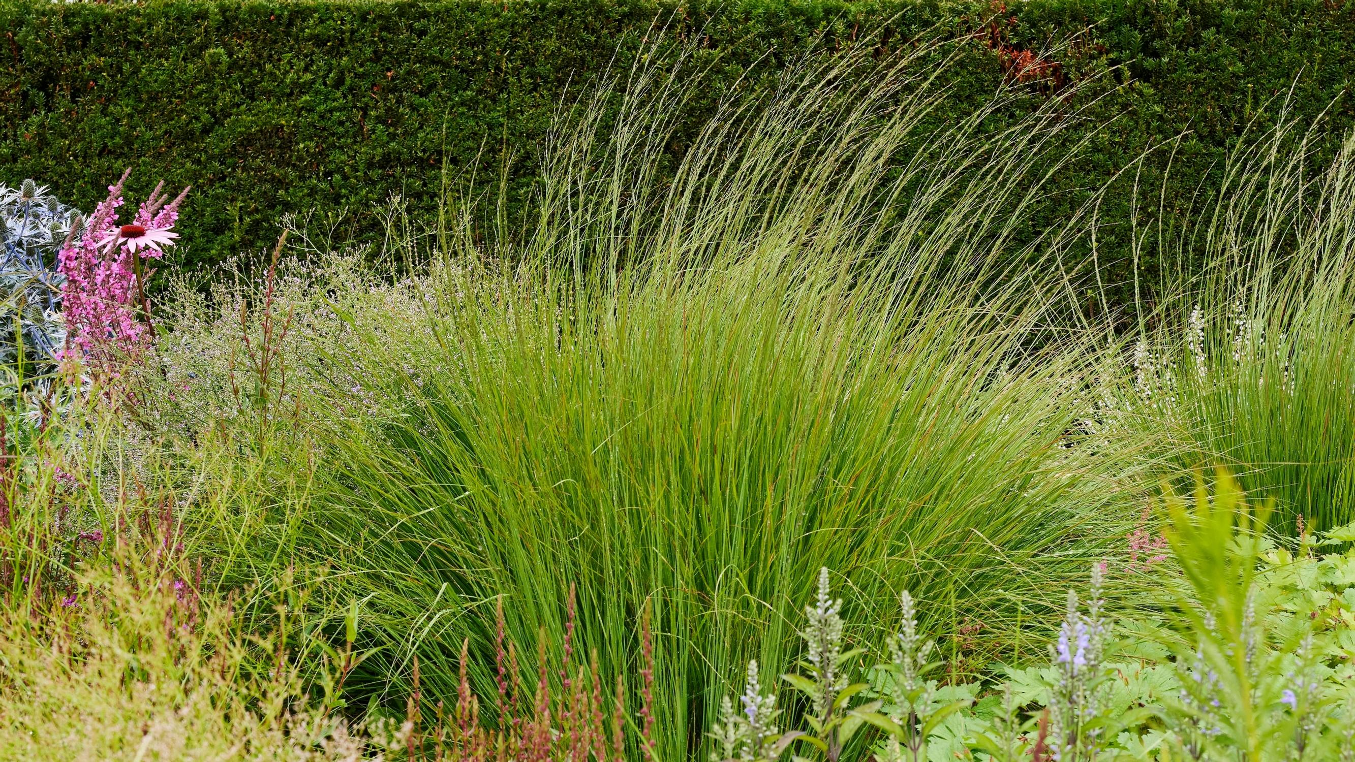 Koristeheiniä ei missään nimessä kannata ohittaa pihan kasvivalinnoissa – puutarha­suunnittelija vinkkaa, miten käyttää niitä