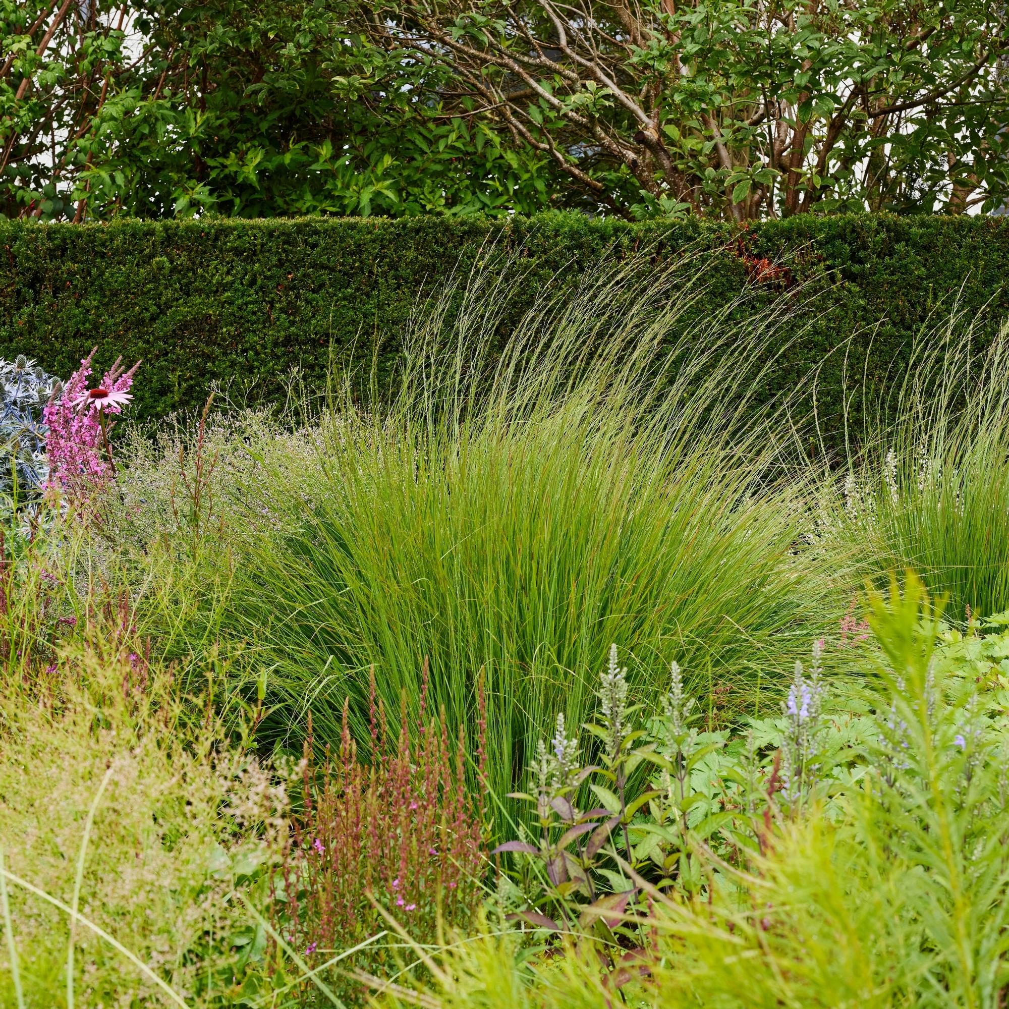 Koristeheiniä ei missään nimessä kannata ohittaa pihan kasvivalinnoissa – puutarha­suunnittelija vinkkaa, miten käyttää niitä