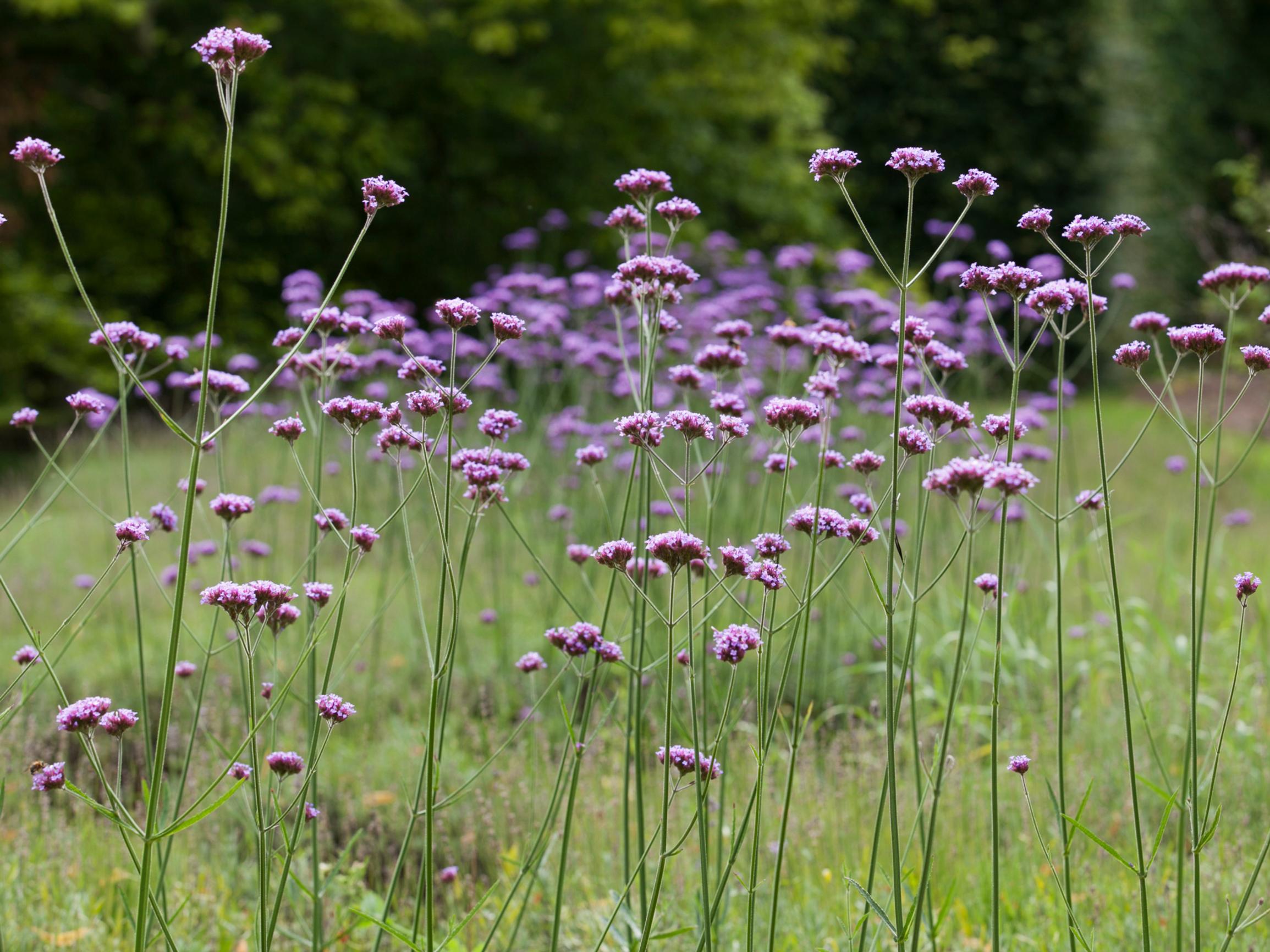 Jättiverbena on kesän hurmaavin perhosmagneetti, jonka esikasvatus aloitetaan aikaisin – näillä nikseillä saat siemenet itämään