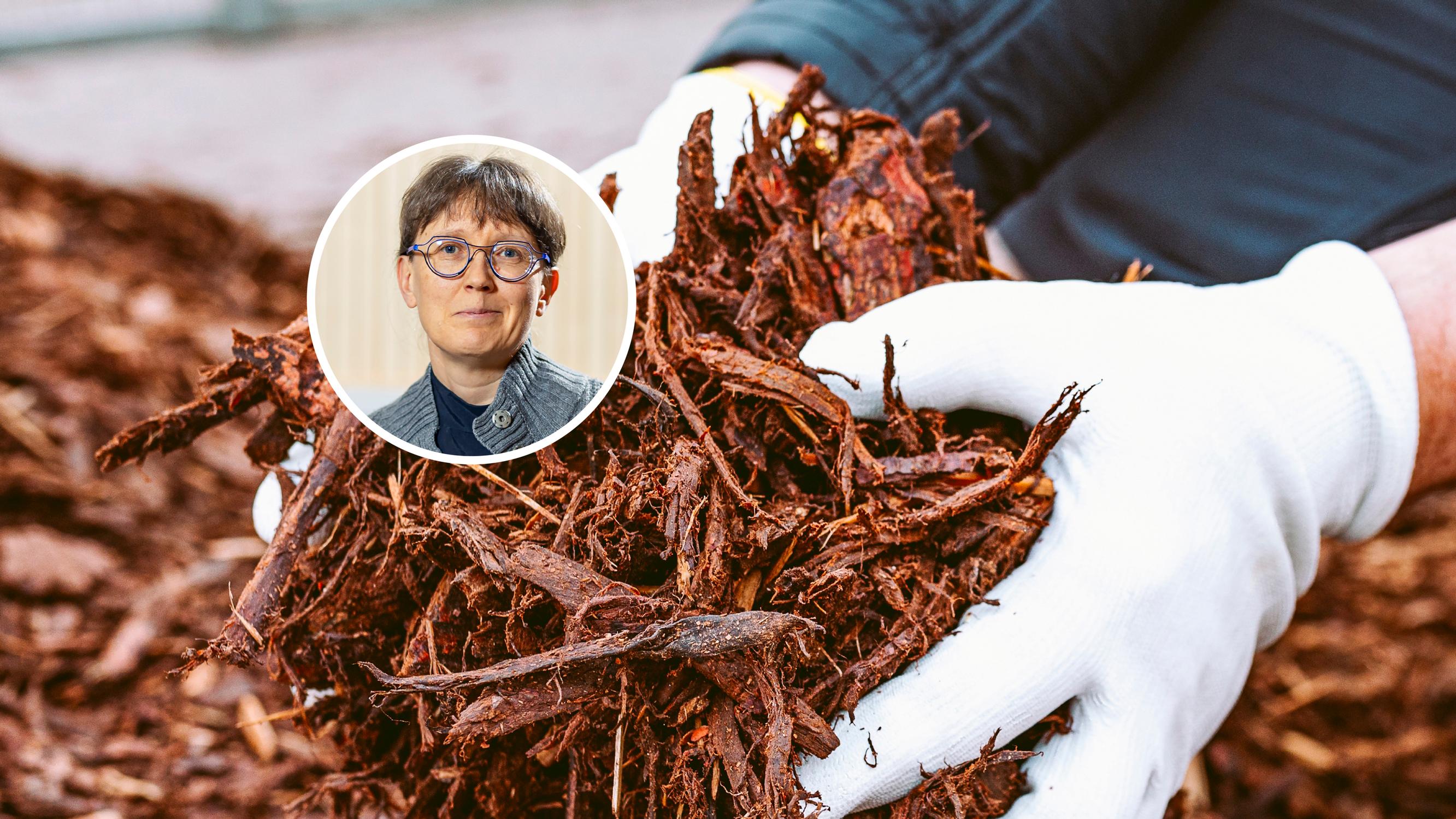 Kuorikate ei sovi kaikkialle, perennapenkissä siitä on jopa haittaa – asiantuntija ei käytä omassa pihassaan ja vinkkaa vaihtoehtoja katteelle
