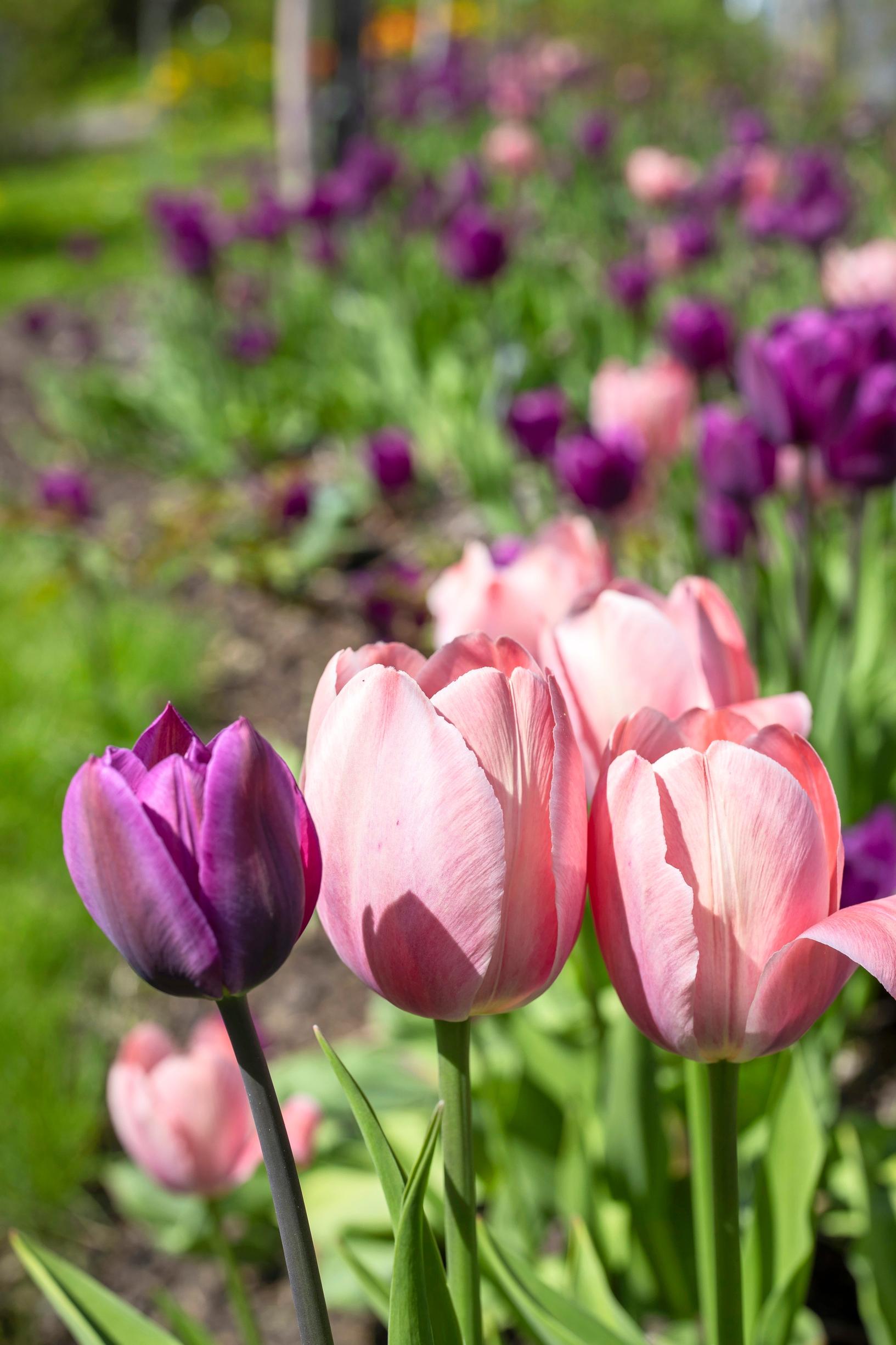 ’Mystic van Eijk’ -darwinhybriditulppaani ja ’Negrita’-triumftulppaani loistavat rinta rinnan