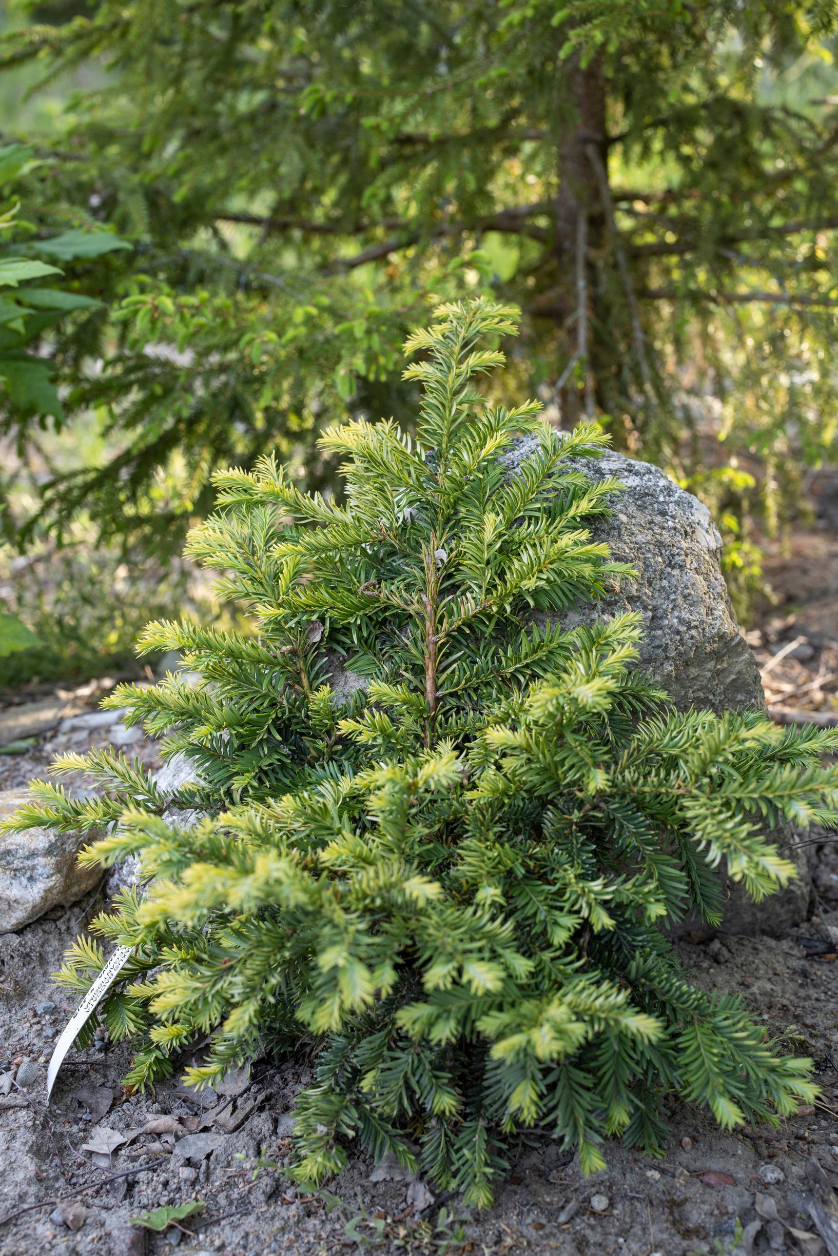 euroopanmarjakuusi ’Elegantissima’