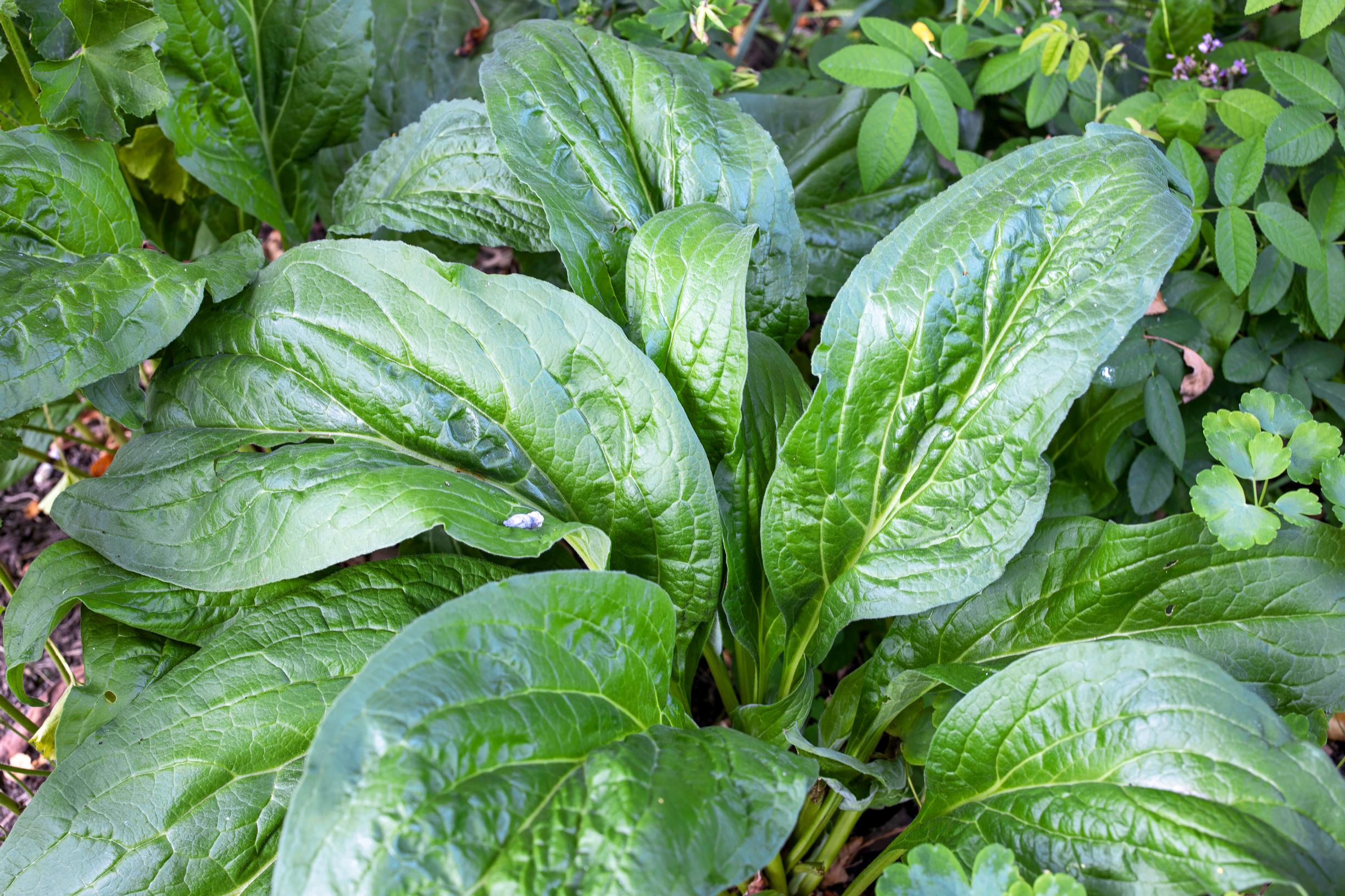 koirankieli perenna lehtiruusuke