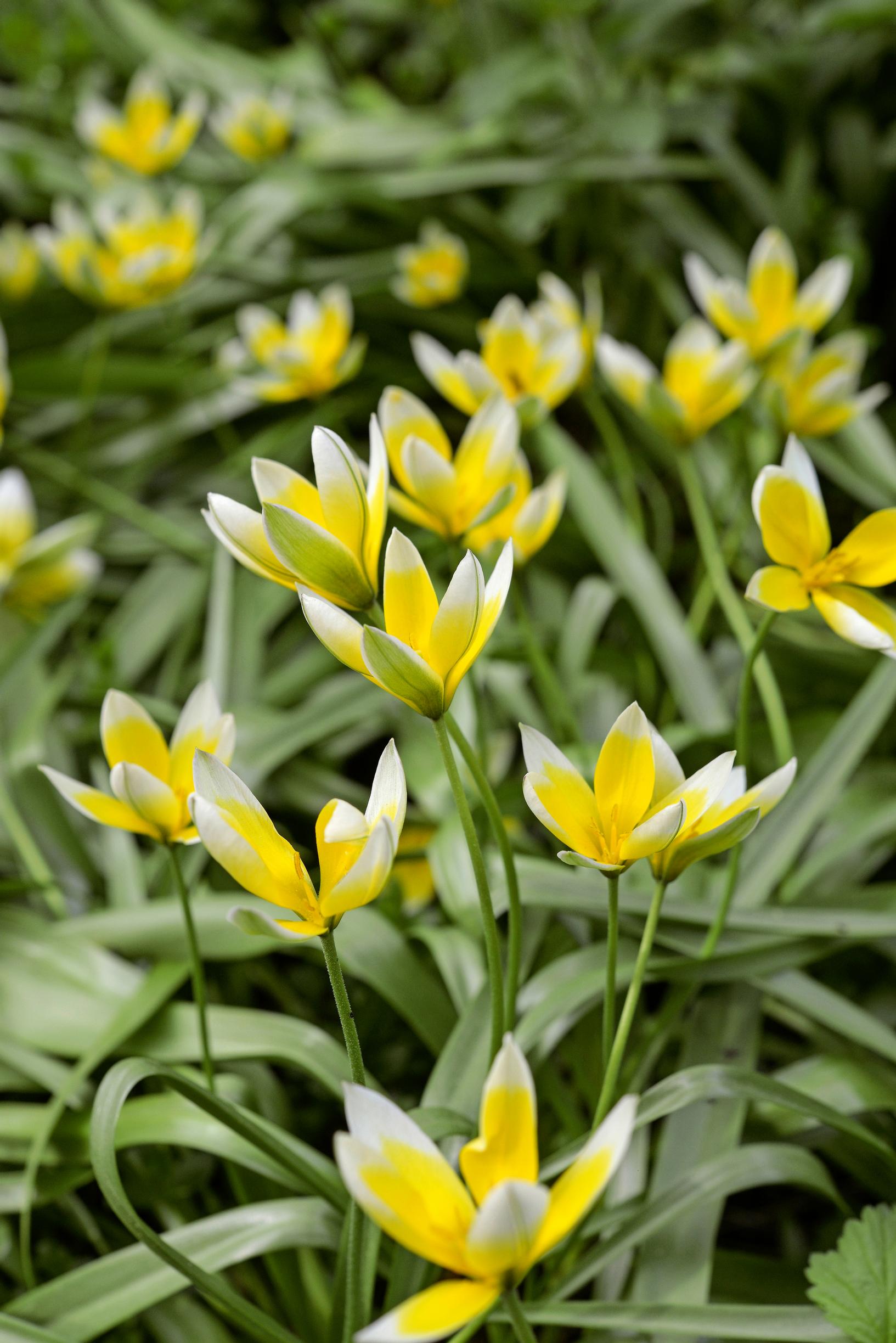 luonnontulppaanit: parvitulppaani