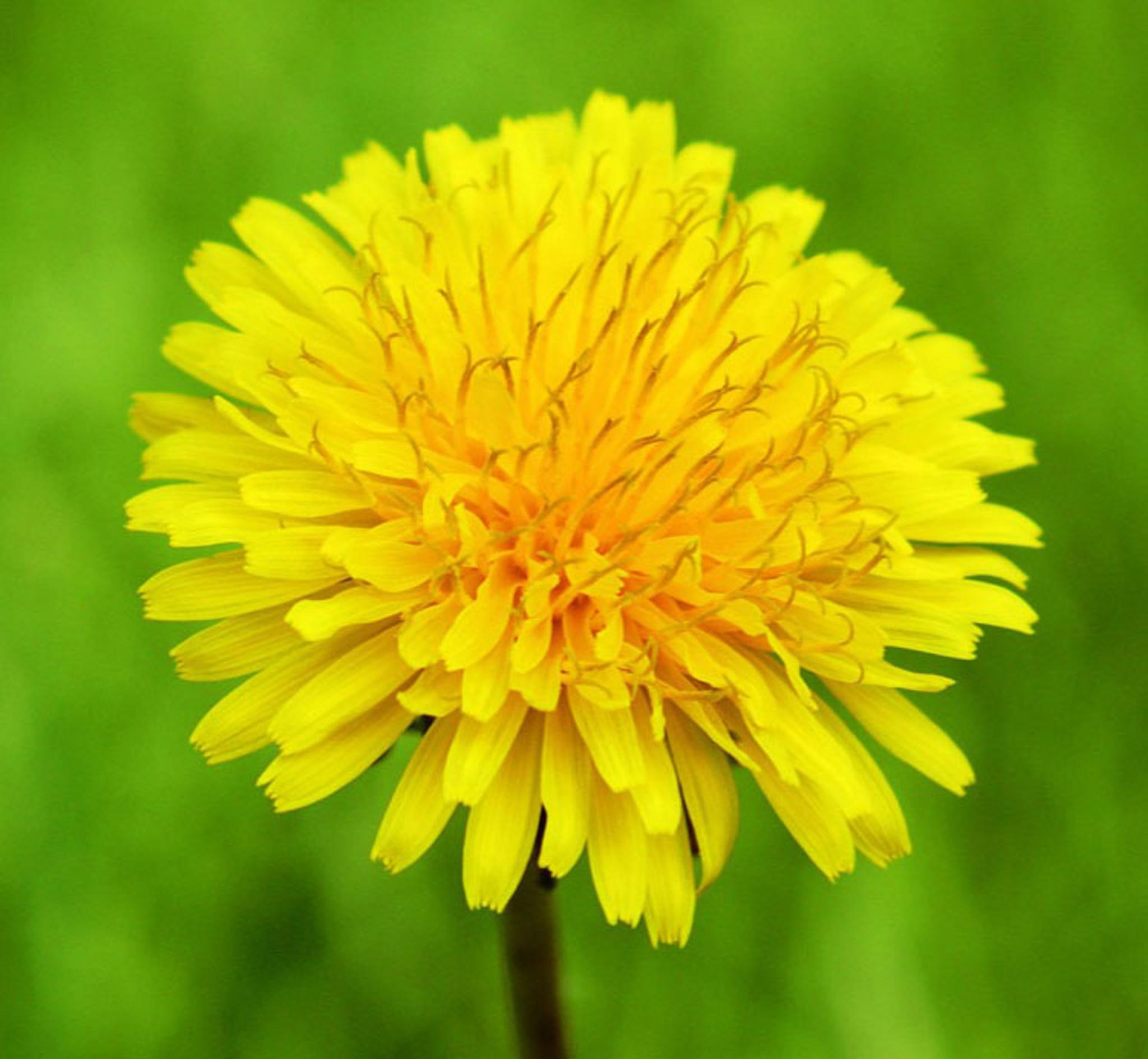 Tahranpoisto pihka Tahranpoisto pihka