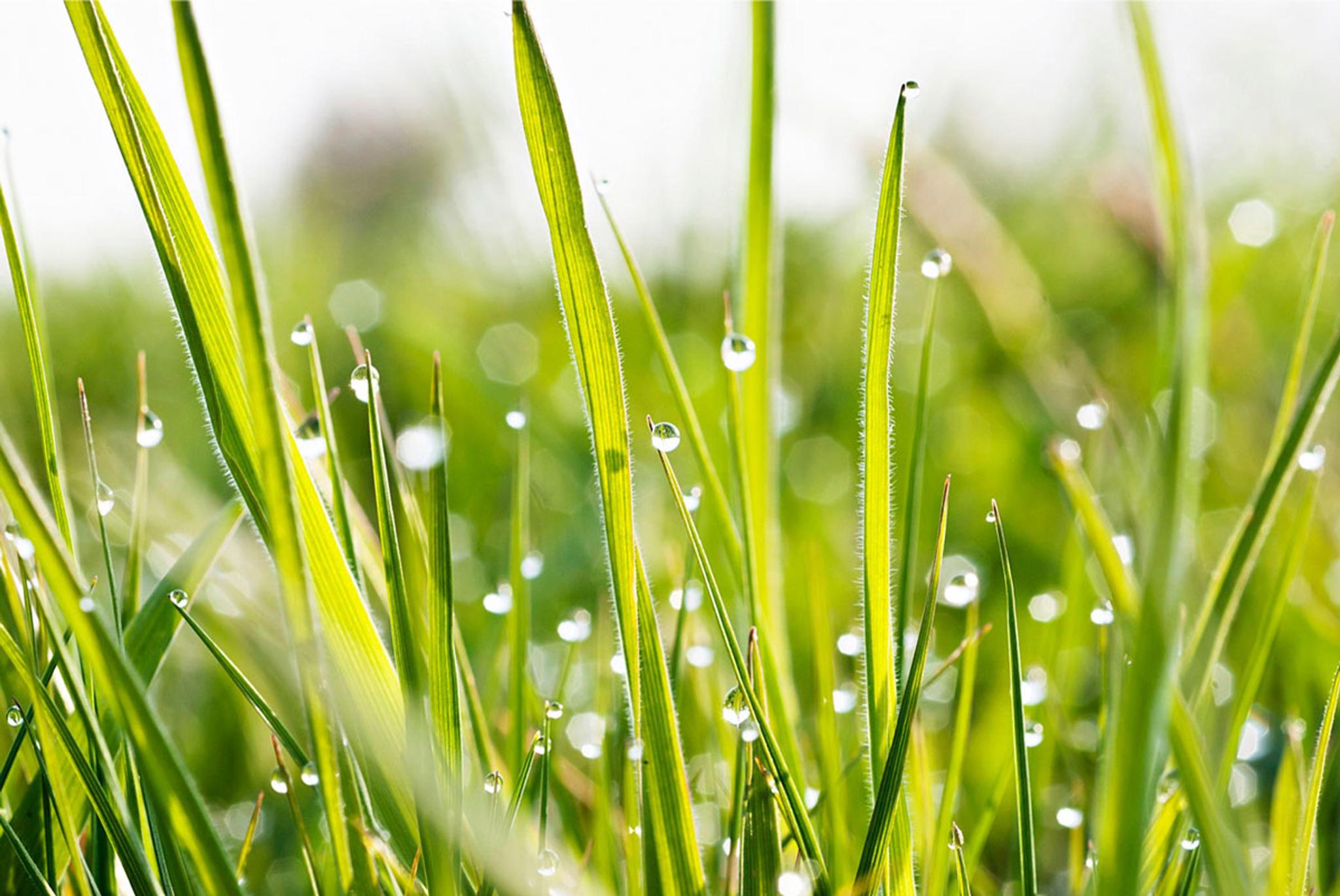 Tahranpoisto pihka Tahranpoisto pihka