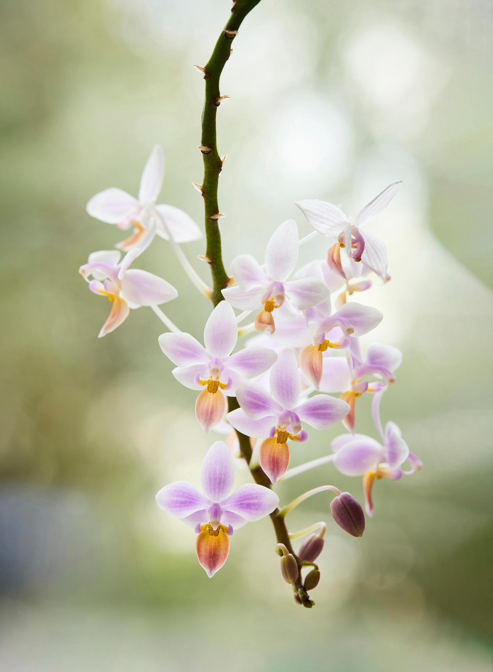 Apari (Phalaenopsis equestris -risteymä) kasvattaa erityisen pitkät kukkavanat.
