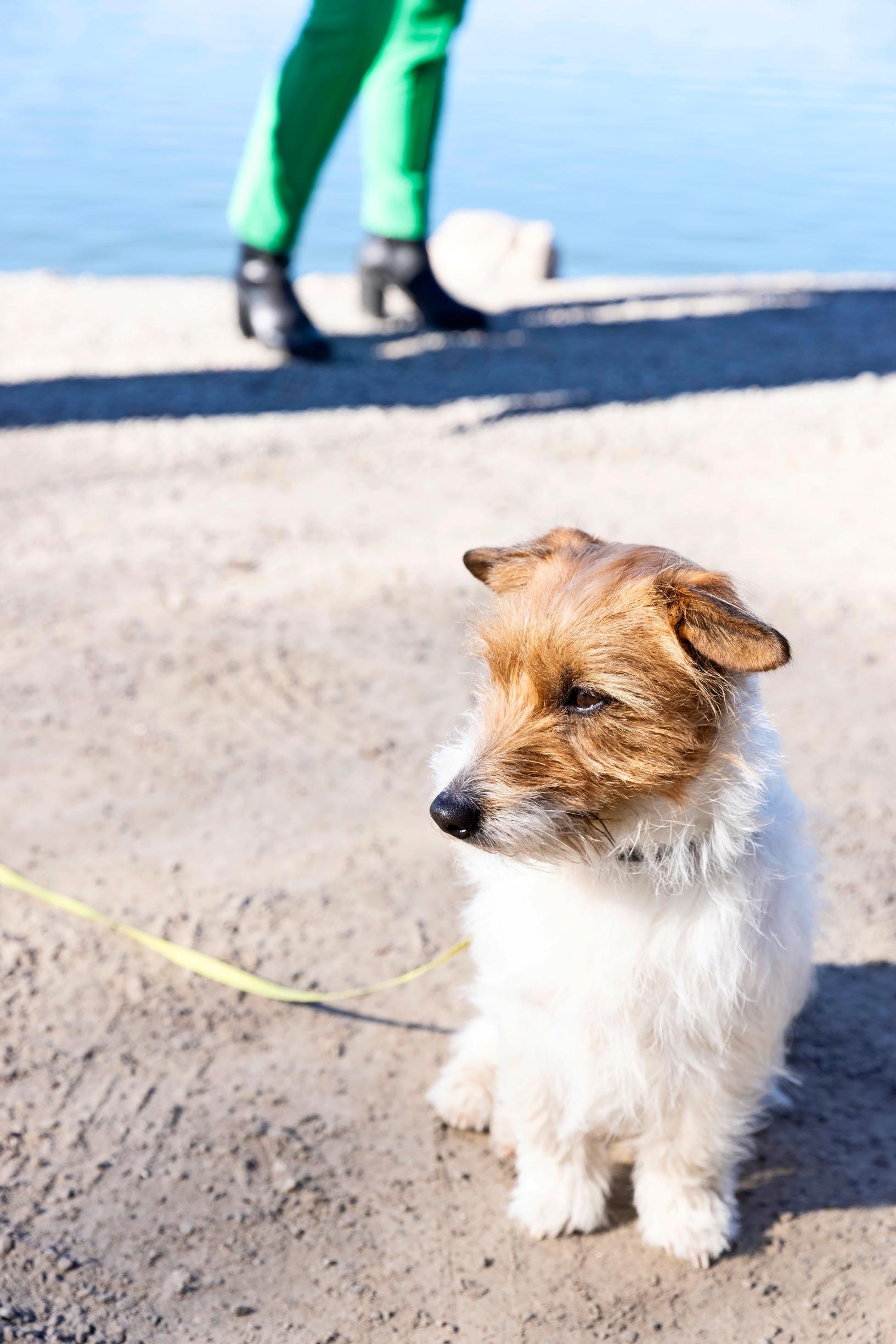 jackrussellinterrieri