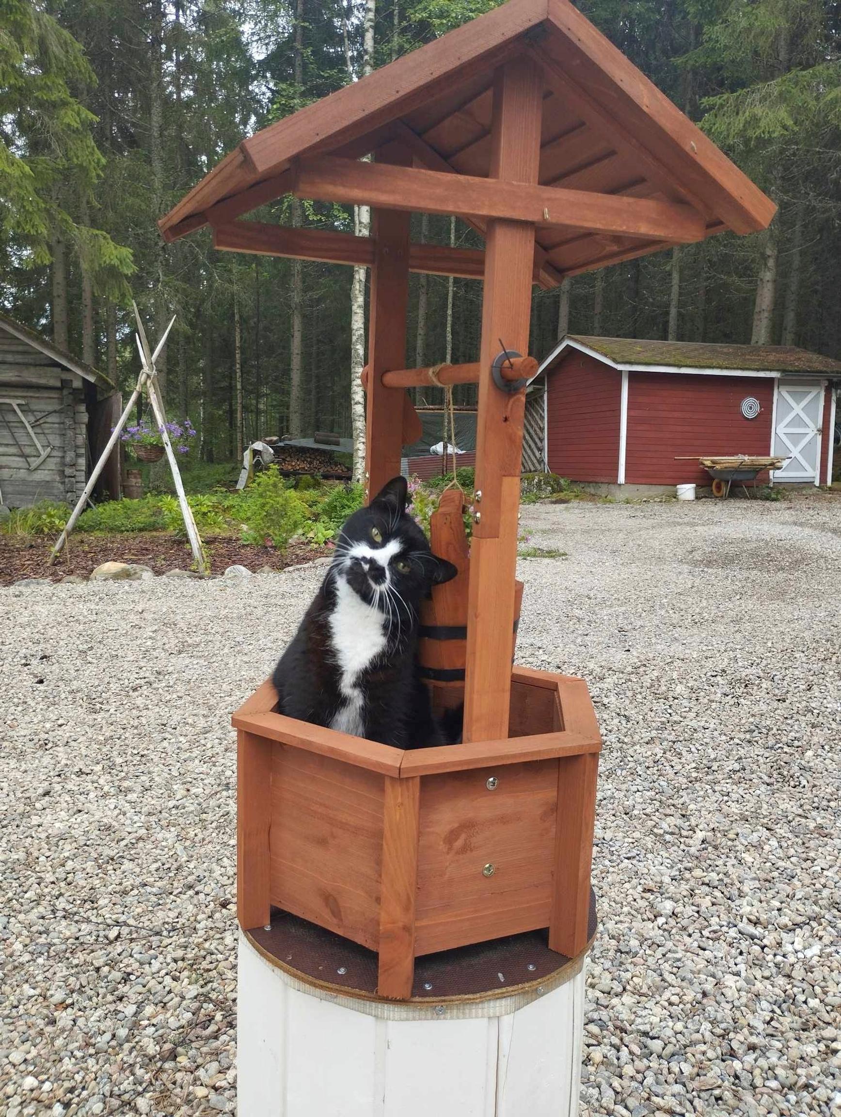 Tatu-kissa istuu kaivon koristeeksi laitetun katoksen alla sorapihan keskellä