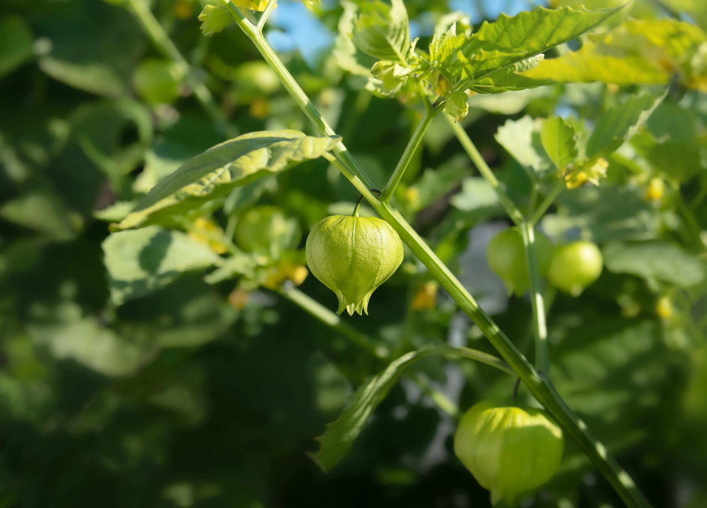 Tomatillon kasvatus