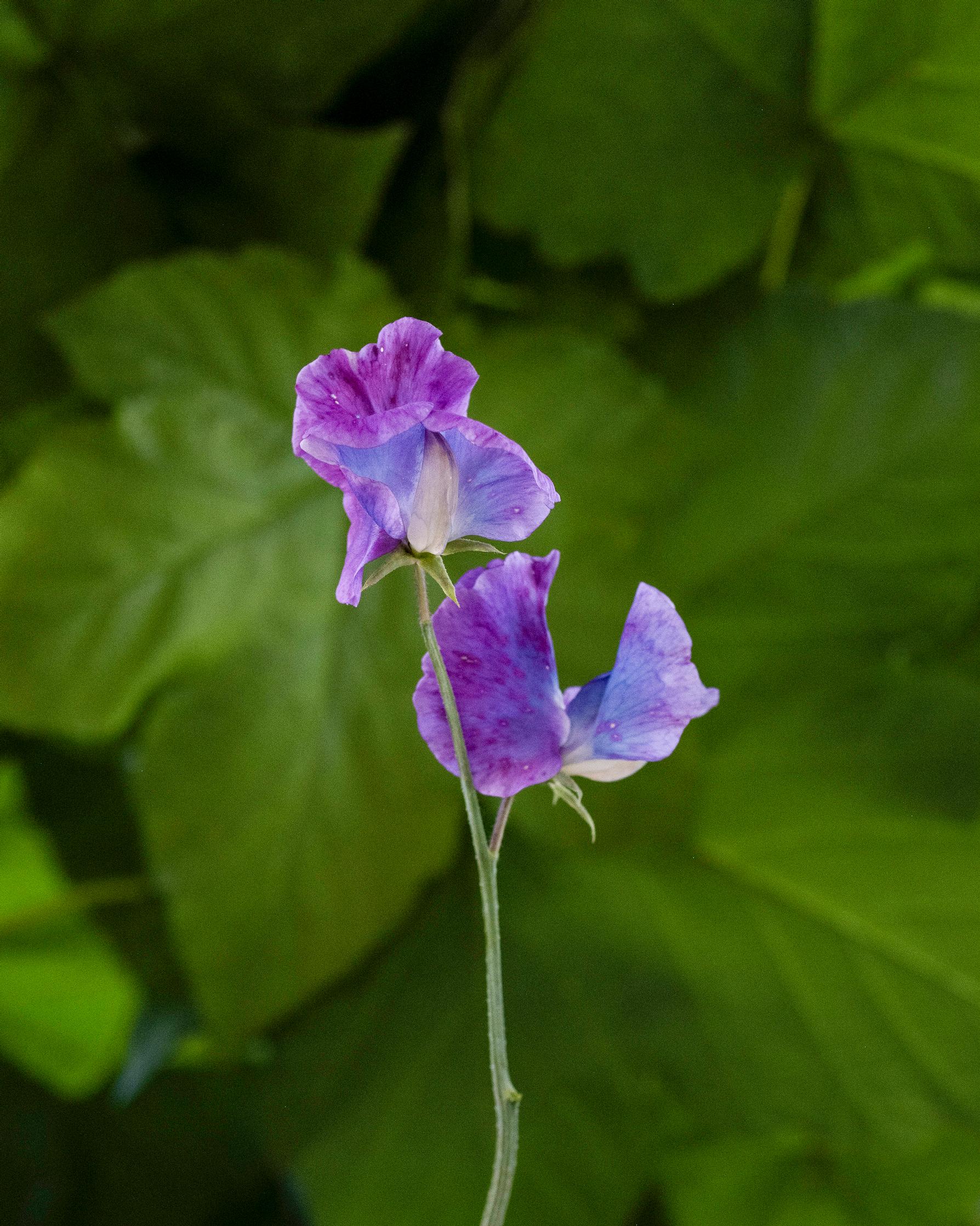 Tuoksuherne 'Blue Shift'.