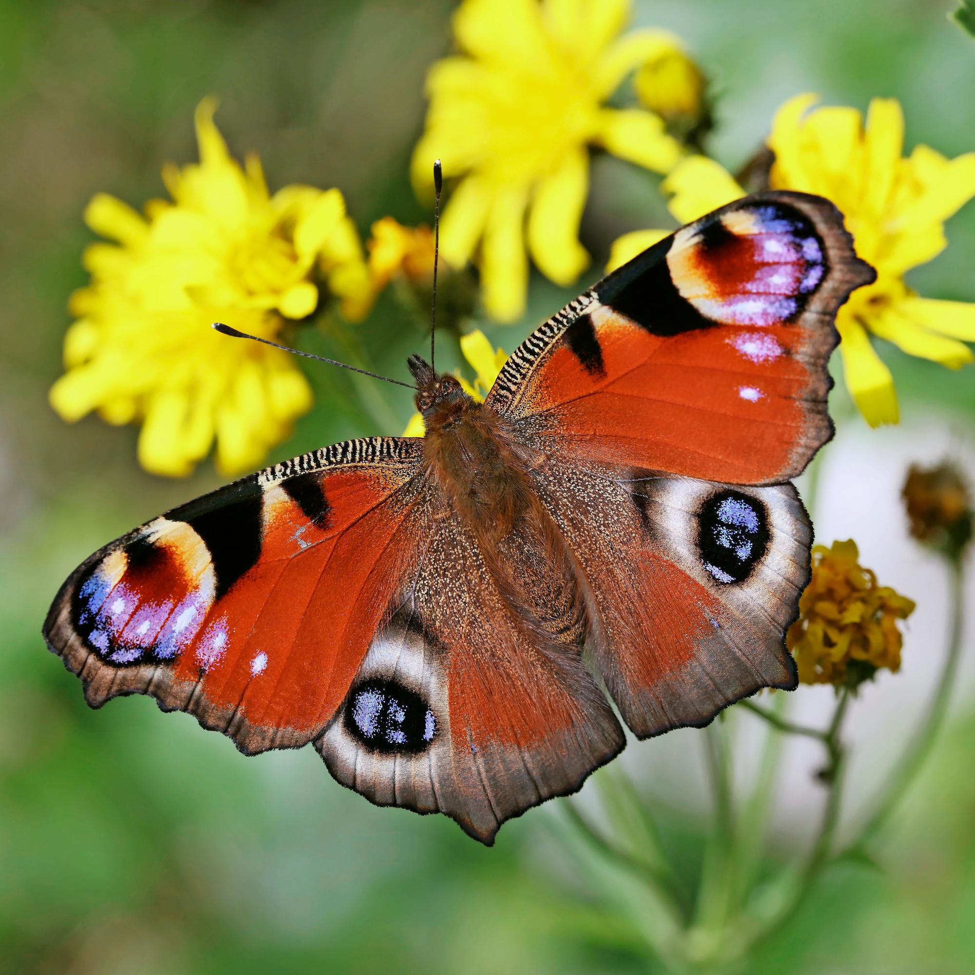 Auta perhosia perustamalla perhosniitty – jo pieni tila riittää!