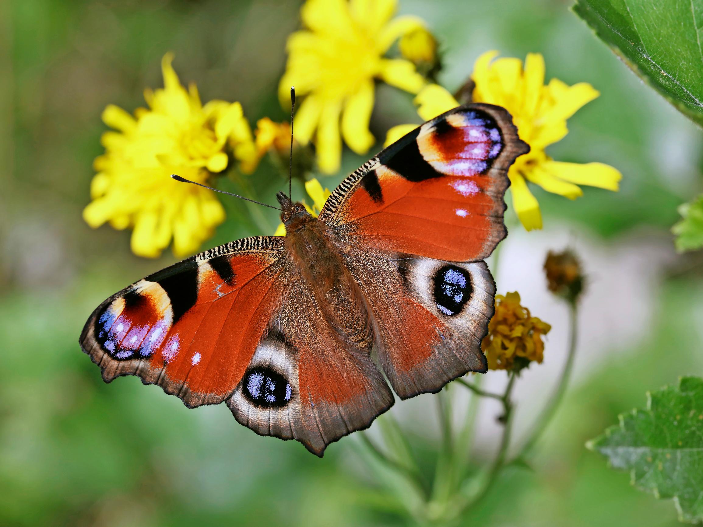 Auta perhosia perustamalla perhosniitty – jo pieni tila riittää!