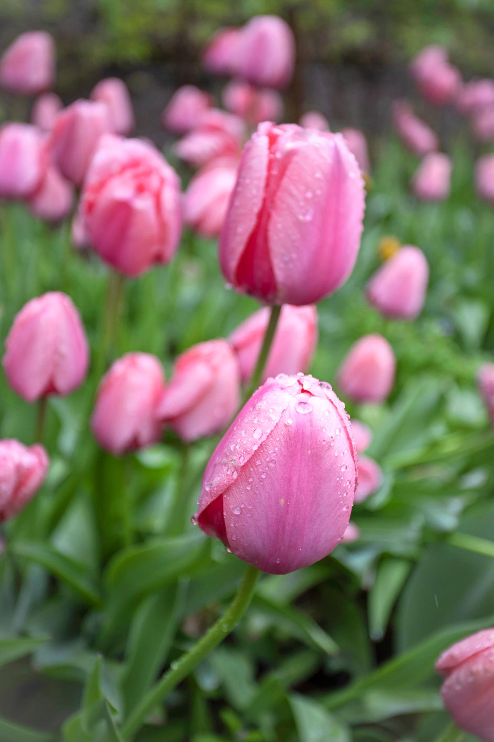 'Pink Impression' -tulppaani