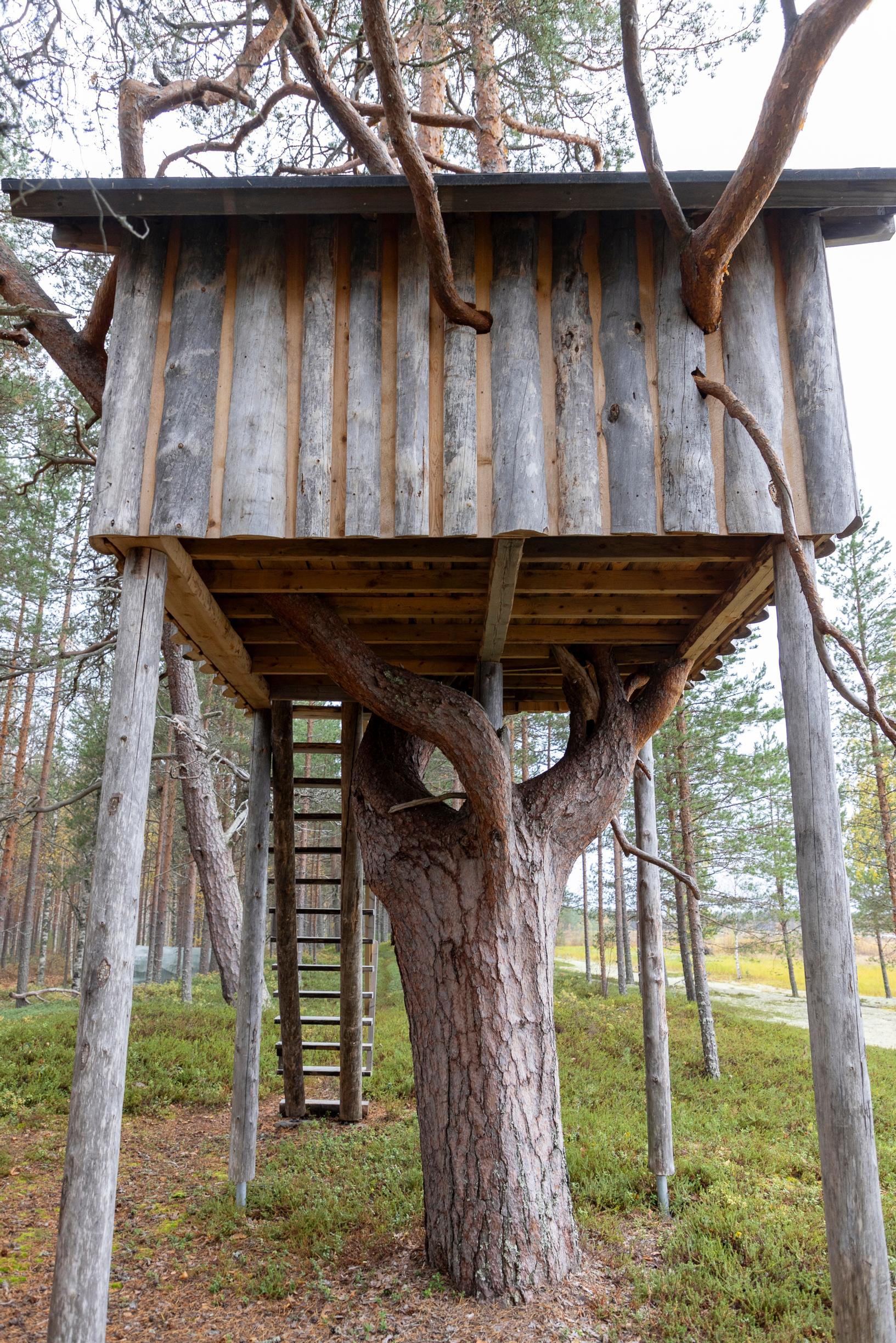 puumaja vahvan mängyn keskellä, tikkaat