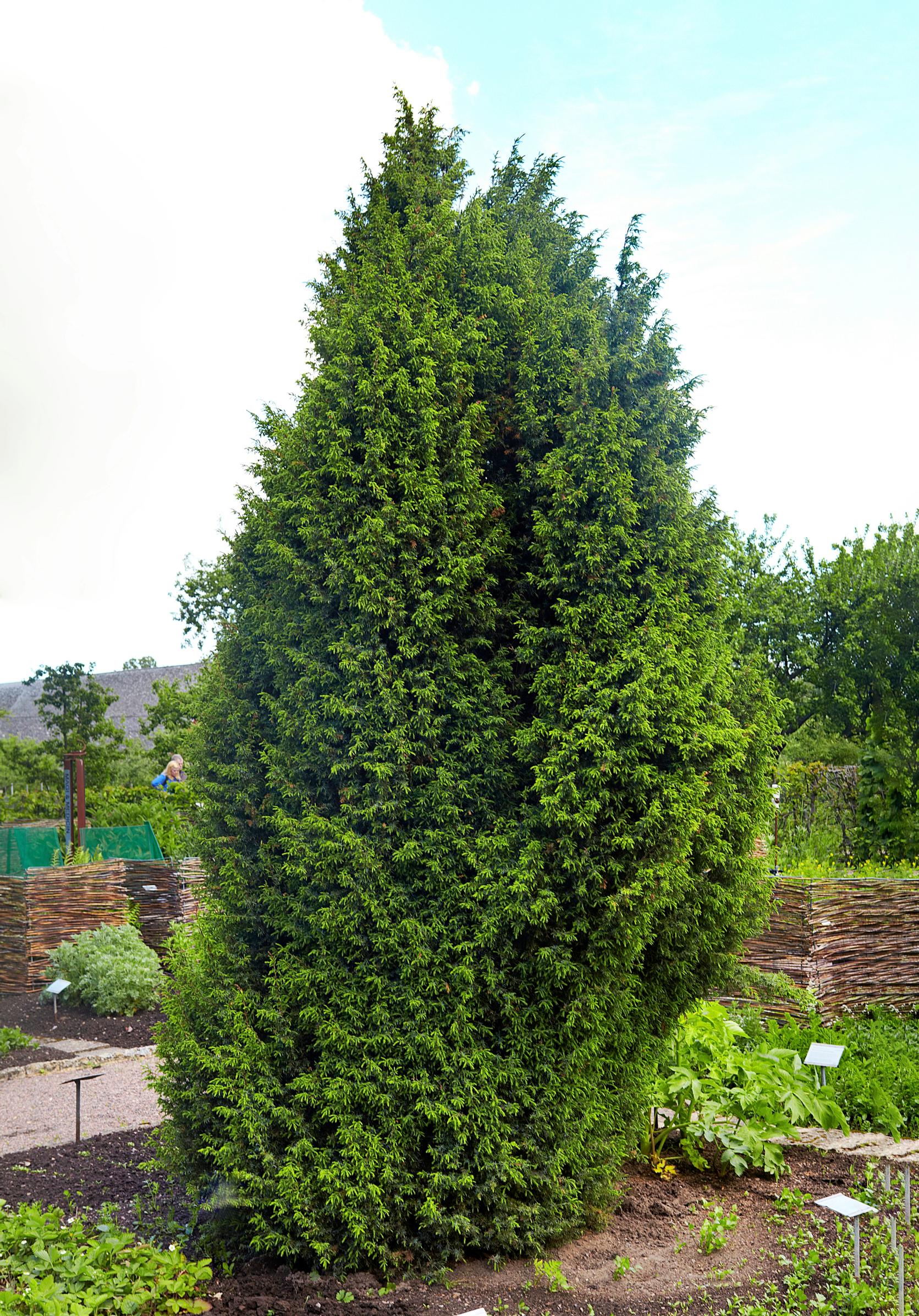 Kataja 'Louhi'