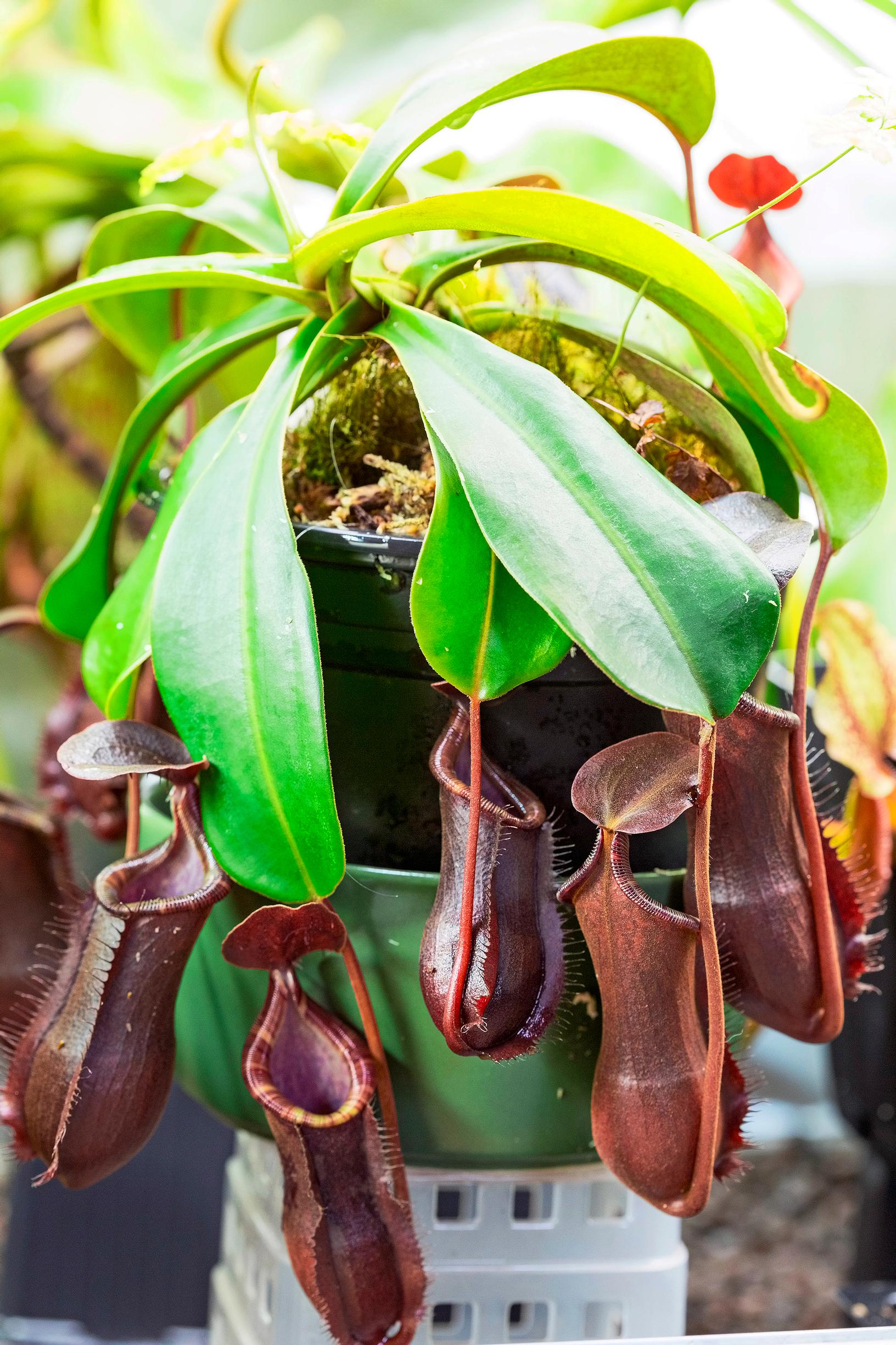 Kannukasvi, Nepenthes muluensis x lowii