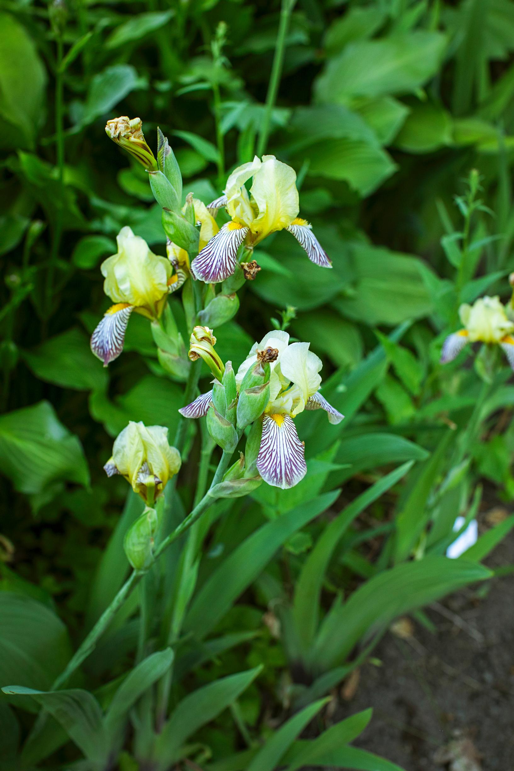 Saksankurjenmiekka, vanha perinnelajike ’Gracchus’.