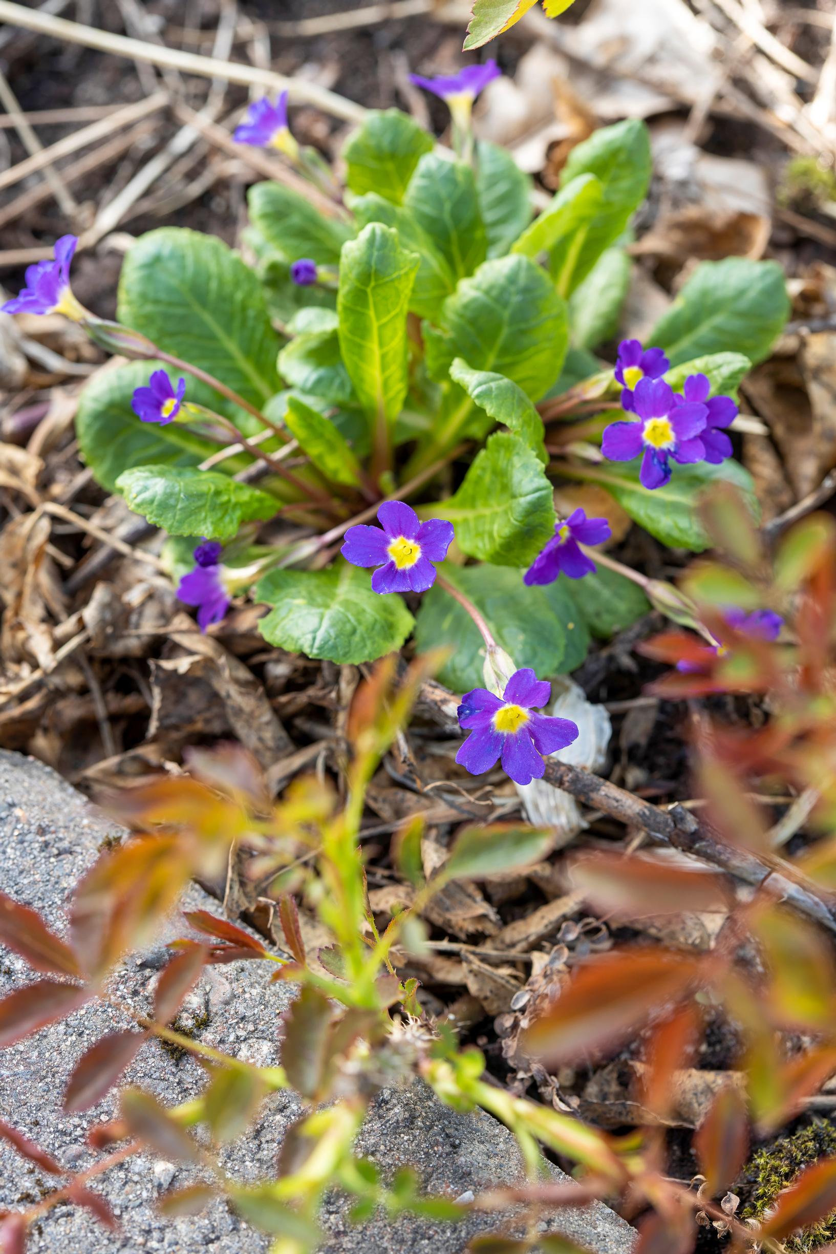 Esikko on mainettaan monipuolisempi: suikeroesikko Primula Pruhoniciana-Ryhmä
