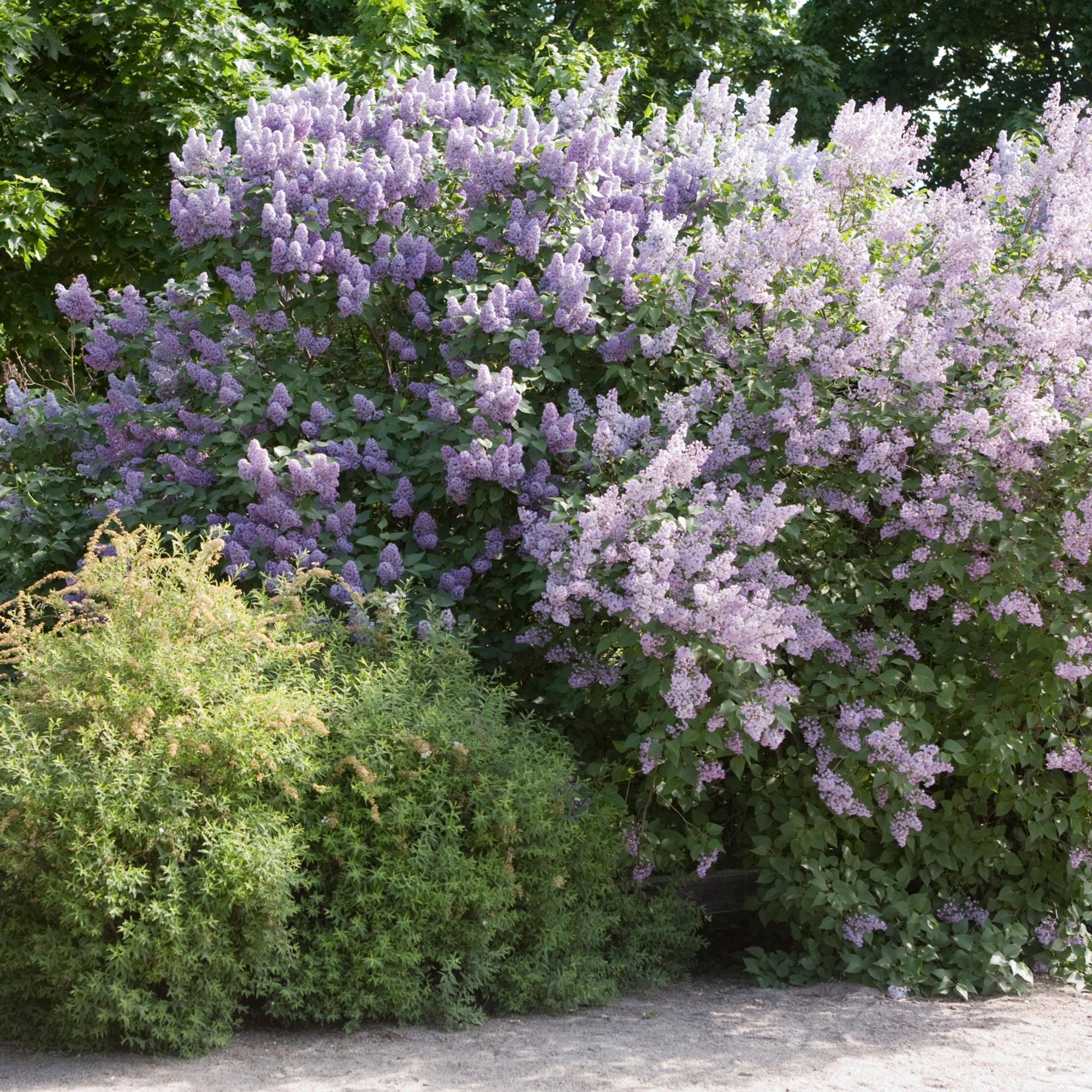 Voiko syreenipensaan siirtää ja milloin se kannattaa tehdä? Asiantuntija vastaa