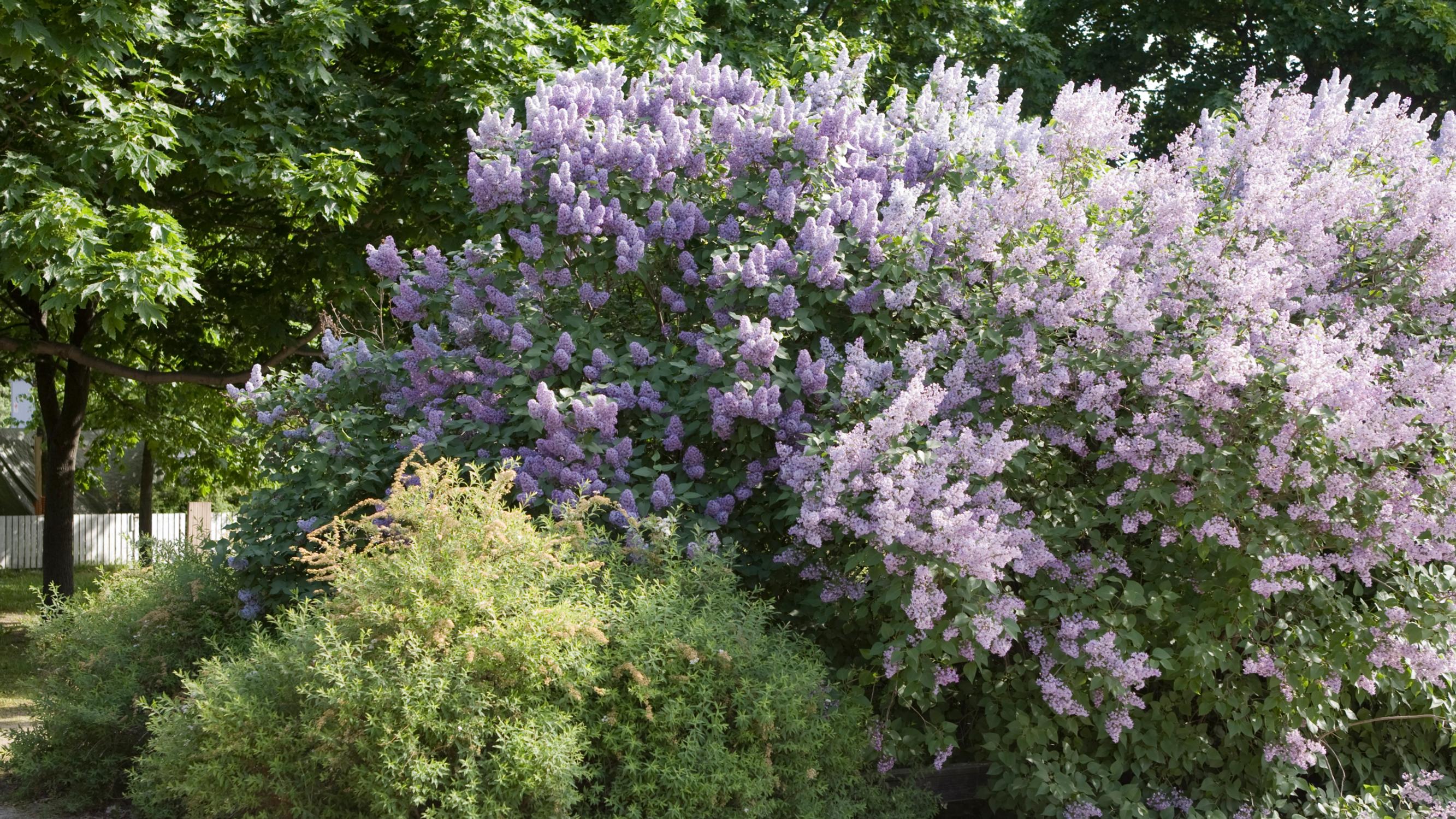 Voiko syreenipensaan siirtää ja milloin se kannattaa tehdä? Asiantuntija vastaa