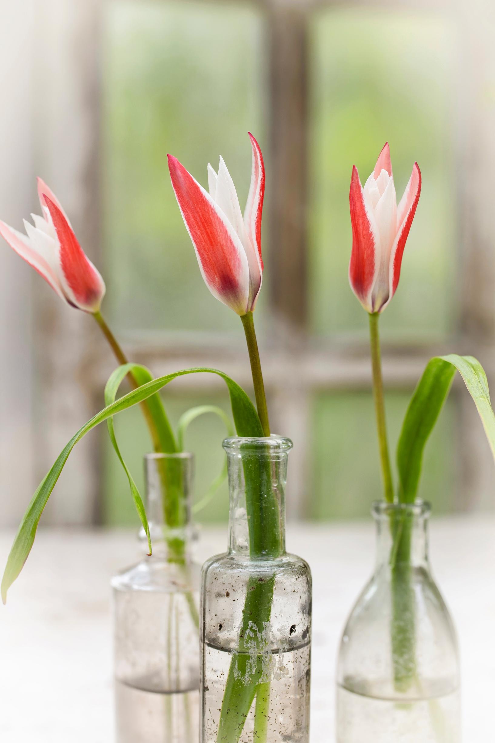 Italiantulppaani (Tulipa clusiana)