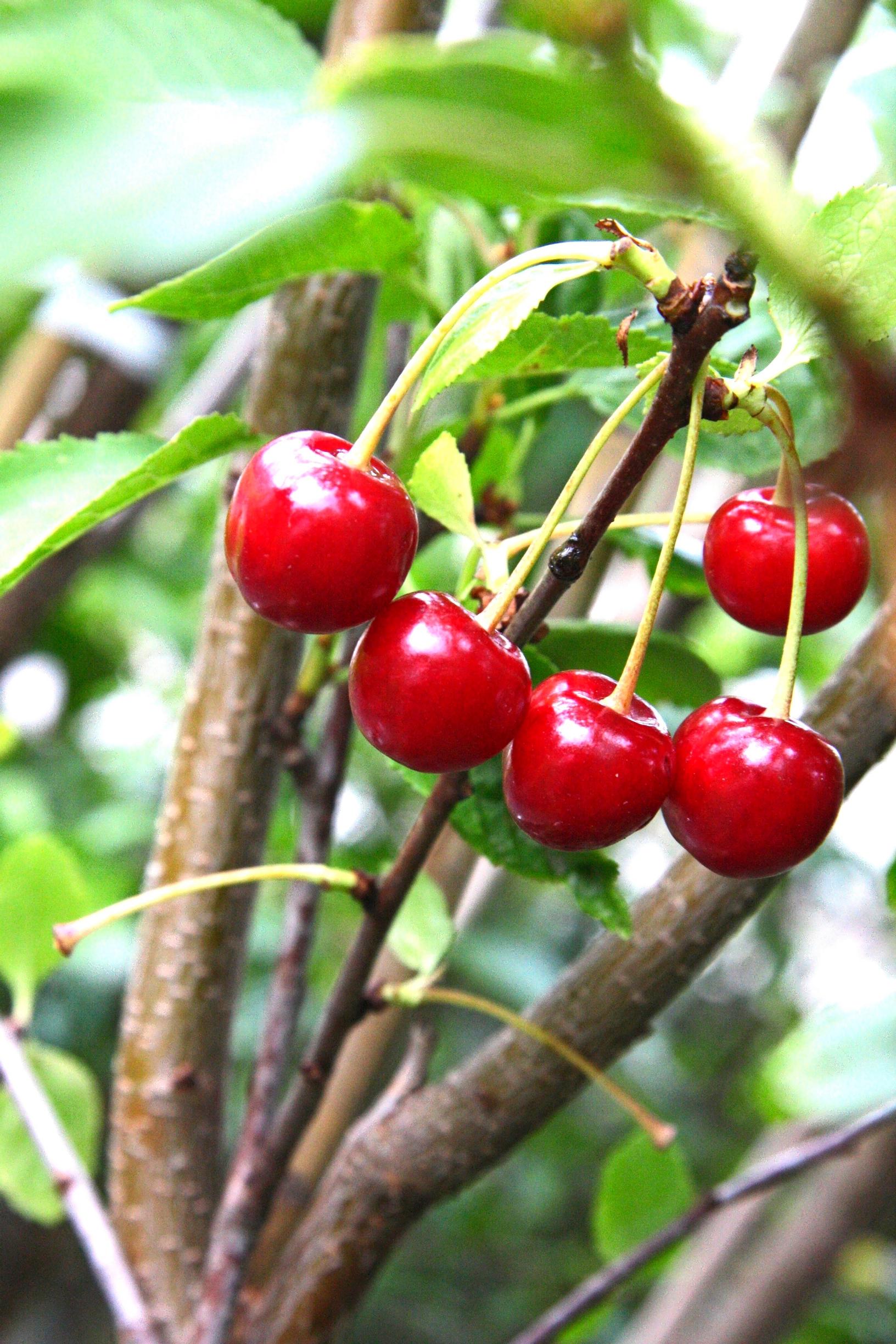 Pensaskirsikka (Prunus cerasus) ’Pohjolan Helmi’