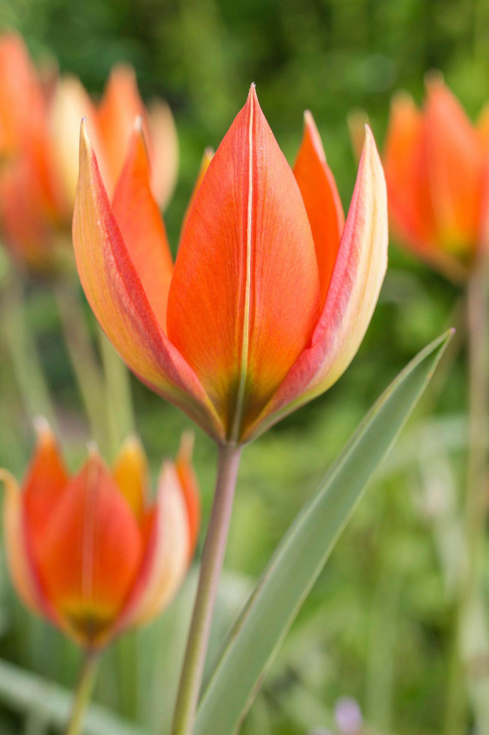 luonnontulppaanit: kreikantulppaani