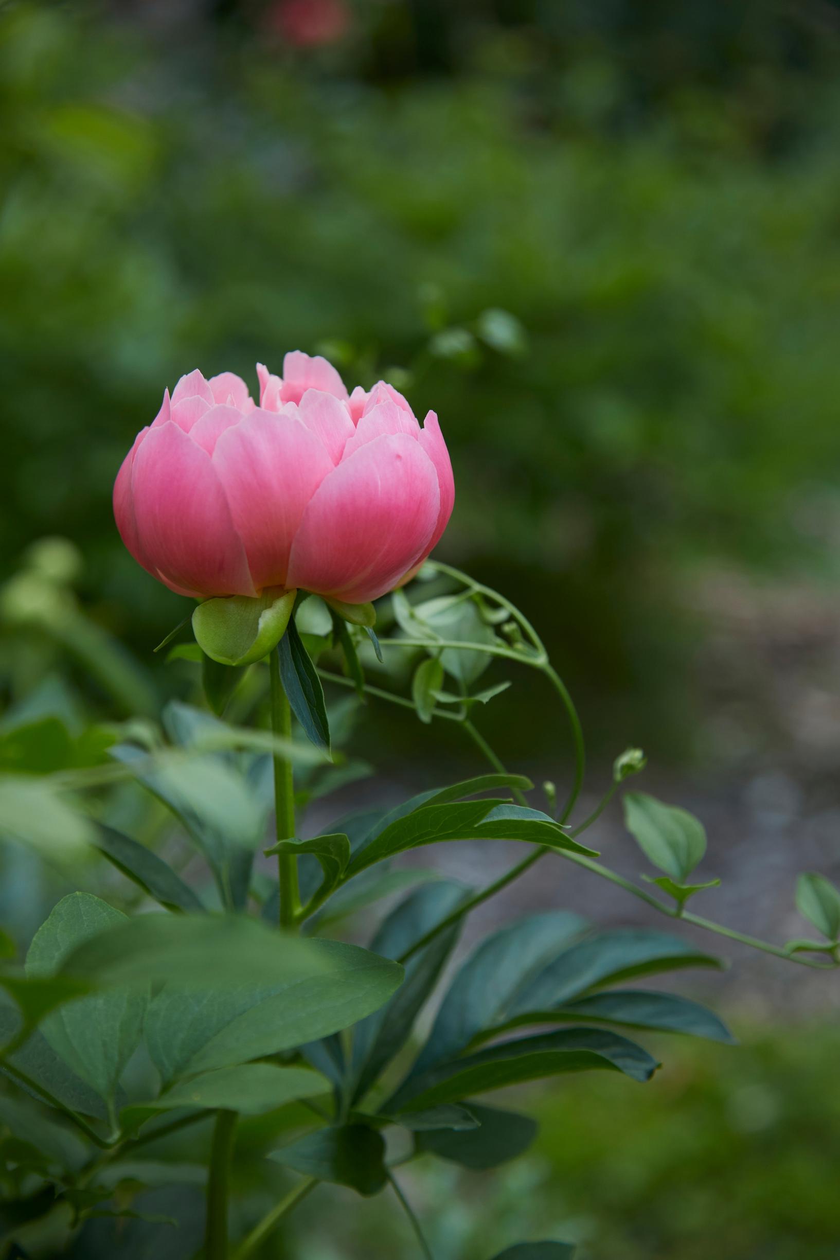 ’Pink Hawaiian Coral’ on aikainen lajike, jonka kukinta aloittaa pionikauden.