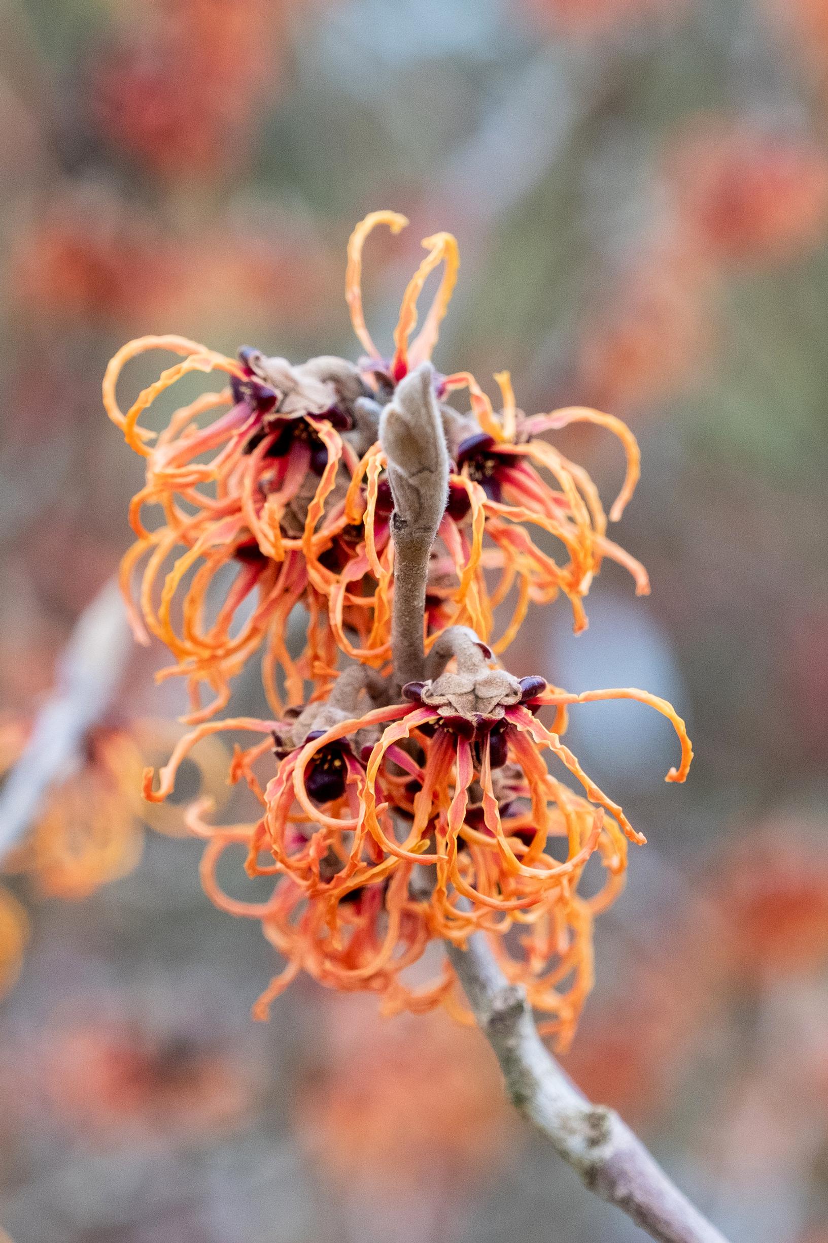 Hamamelis x intermedia, puistotaikapähkinä 'Spanish Spider'