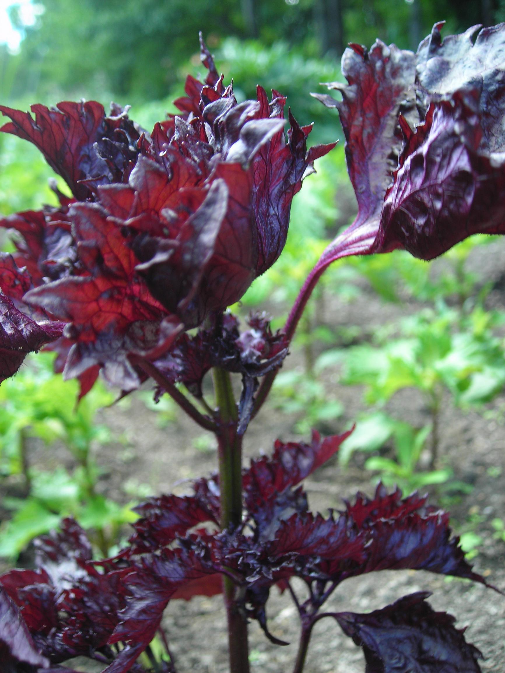 Purppuran värinen shiso