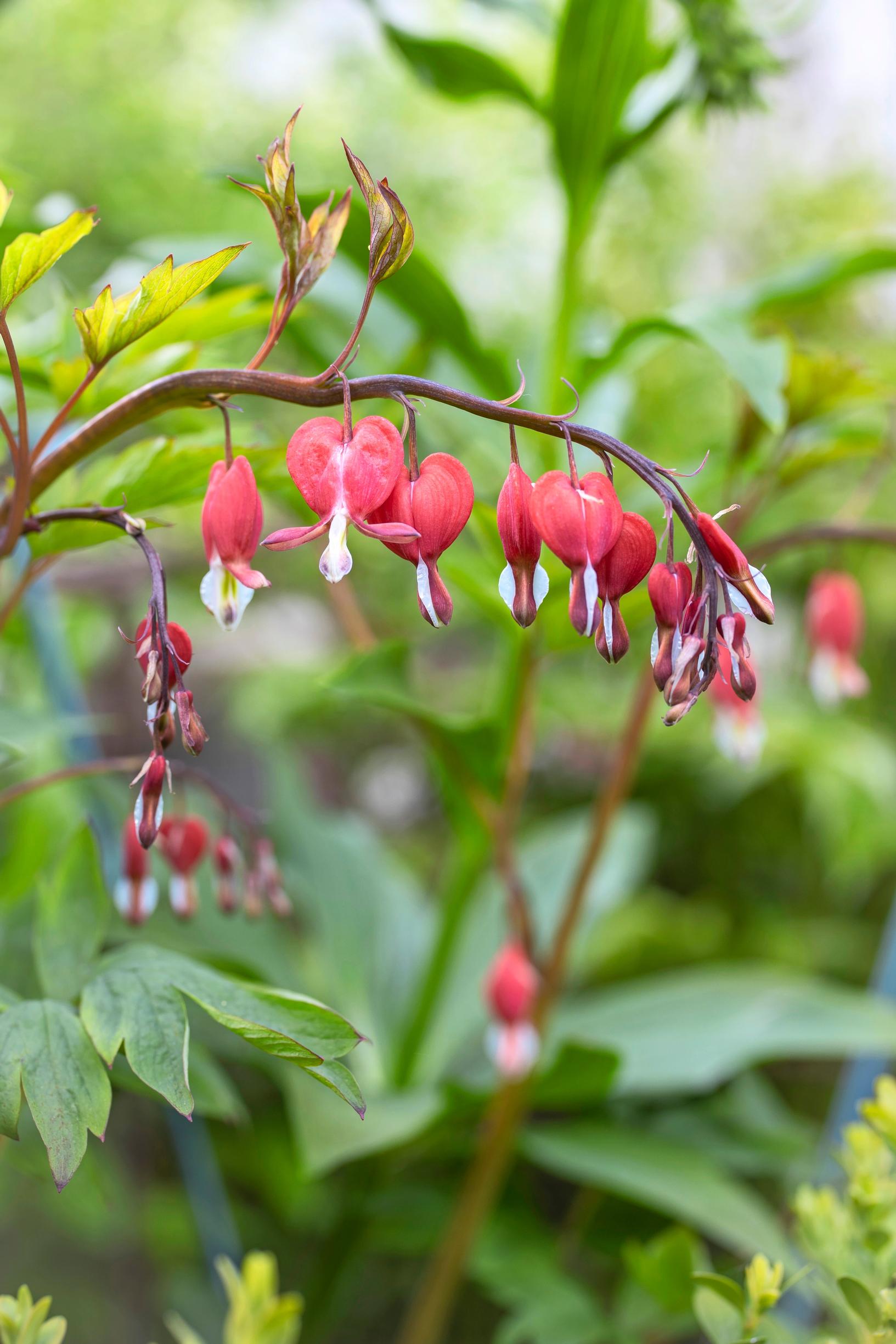 Pihaa koristaa särkyneensydämen hehkuvanpunainen ’Valentine’-lajike.